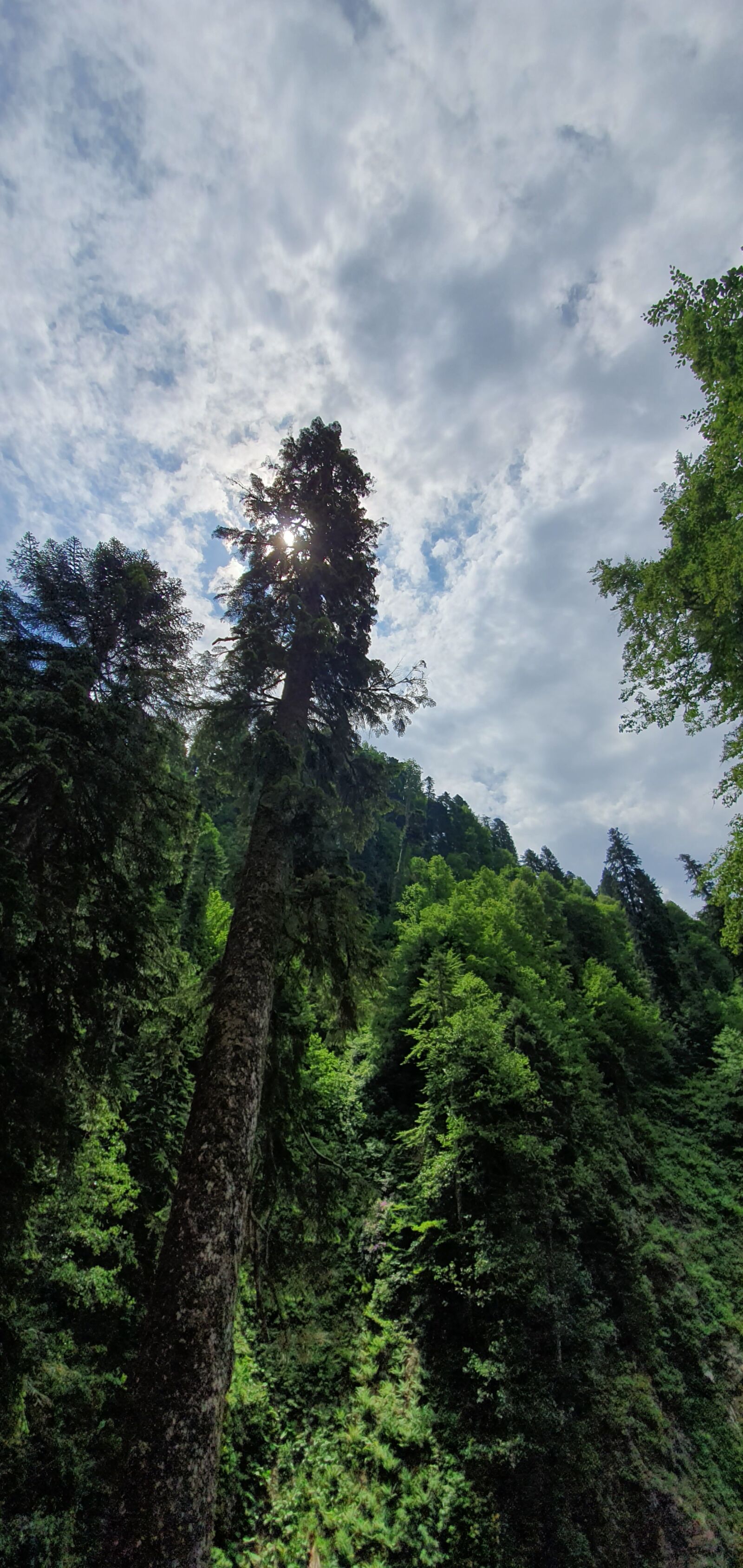 Samsung Galaxy S10 sample photo. Pine, forest, nature photography