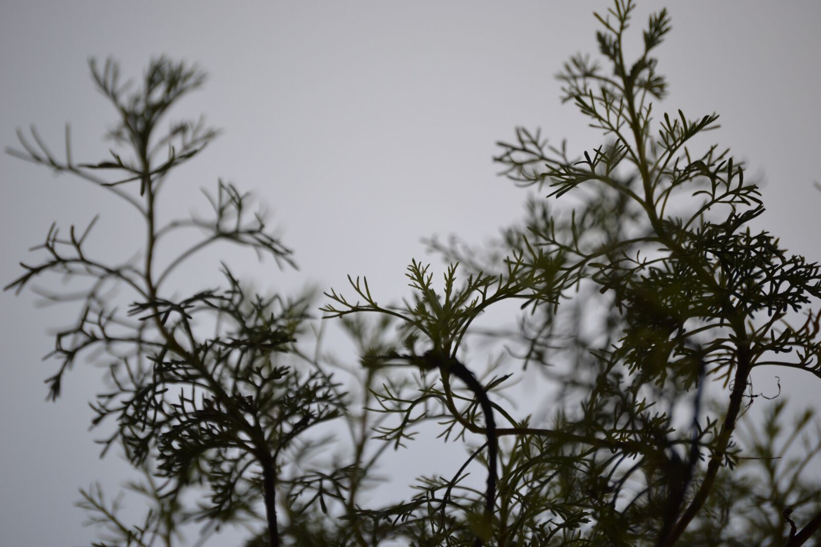 Nikon D3100 sample photo. Plant, garden, sky photography
