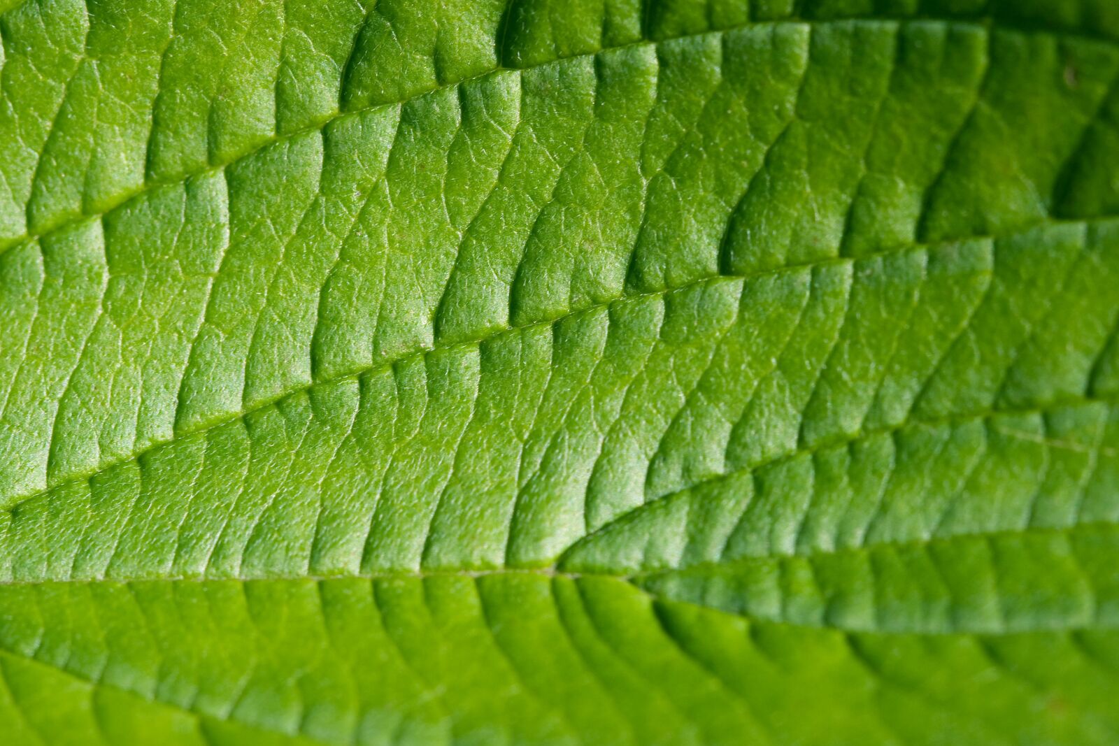 Canon EOS 350D (EOS Digital Rebel XT / EOS Kiss Digital N) sample photo. Backdrop, background, biology, botanical photography