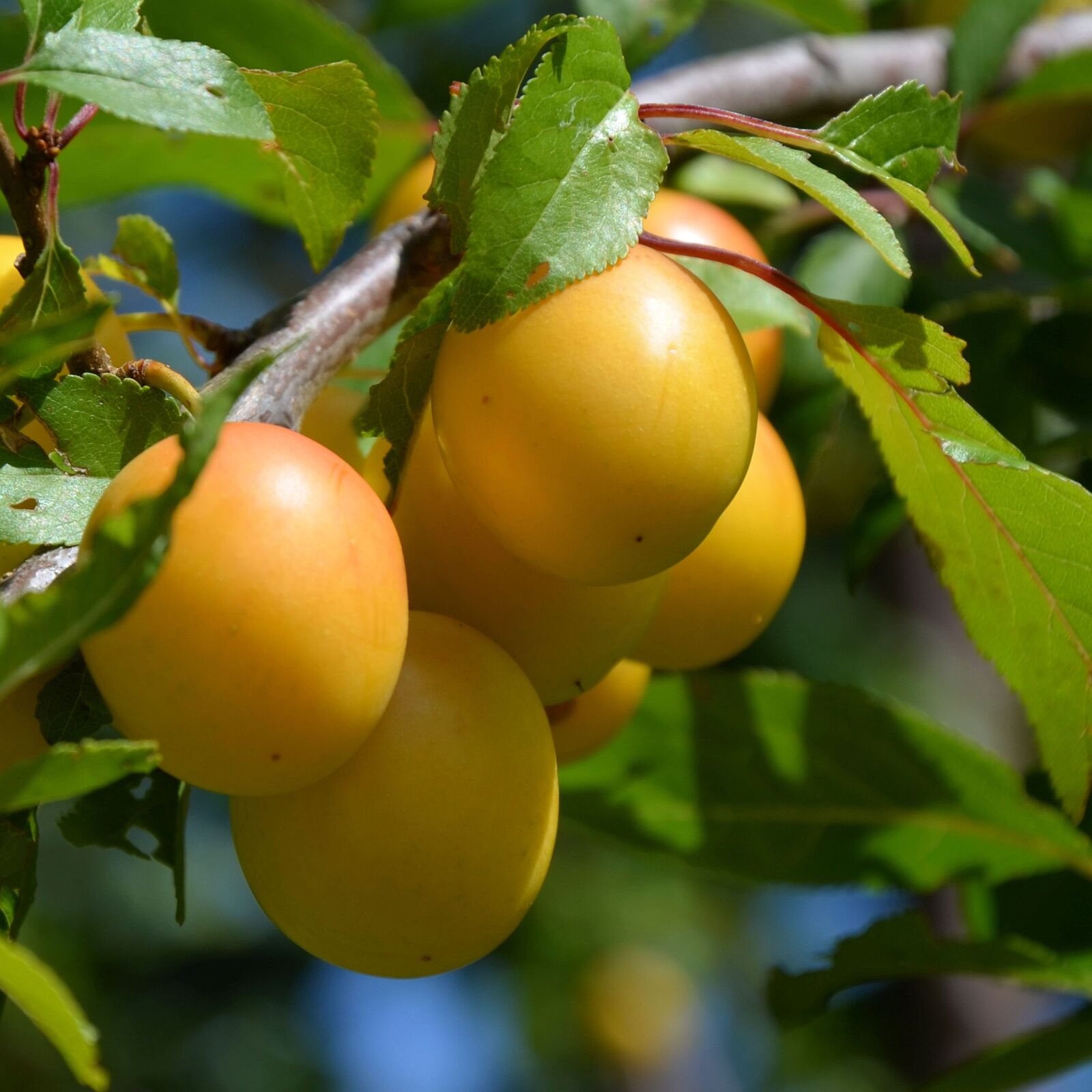 Nikon D5100 sample photo. Yellow plums, fruit, fruits photography