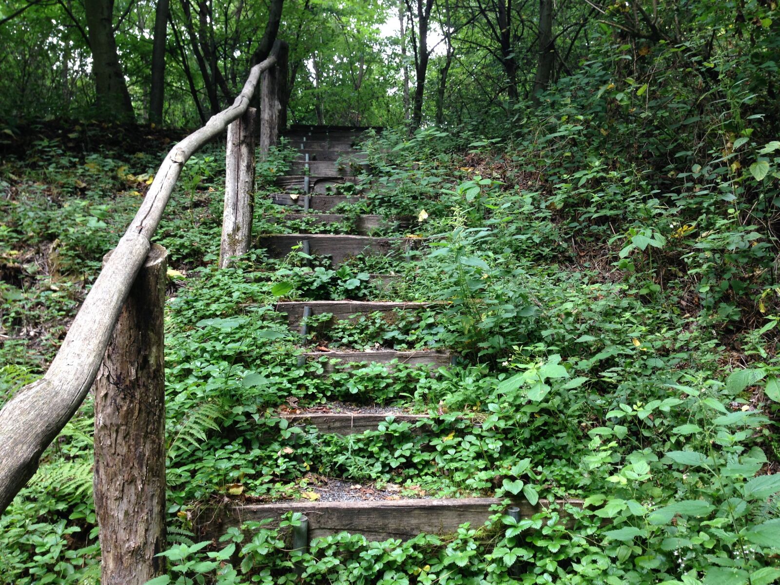 iPhone 5 back camera 4.12mm f/2.4 sample photo. Forest, stairs, forest staircase photography