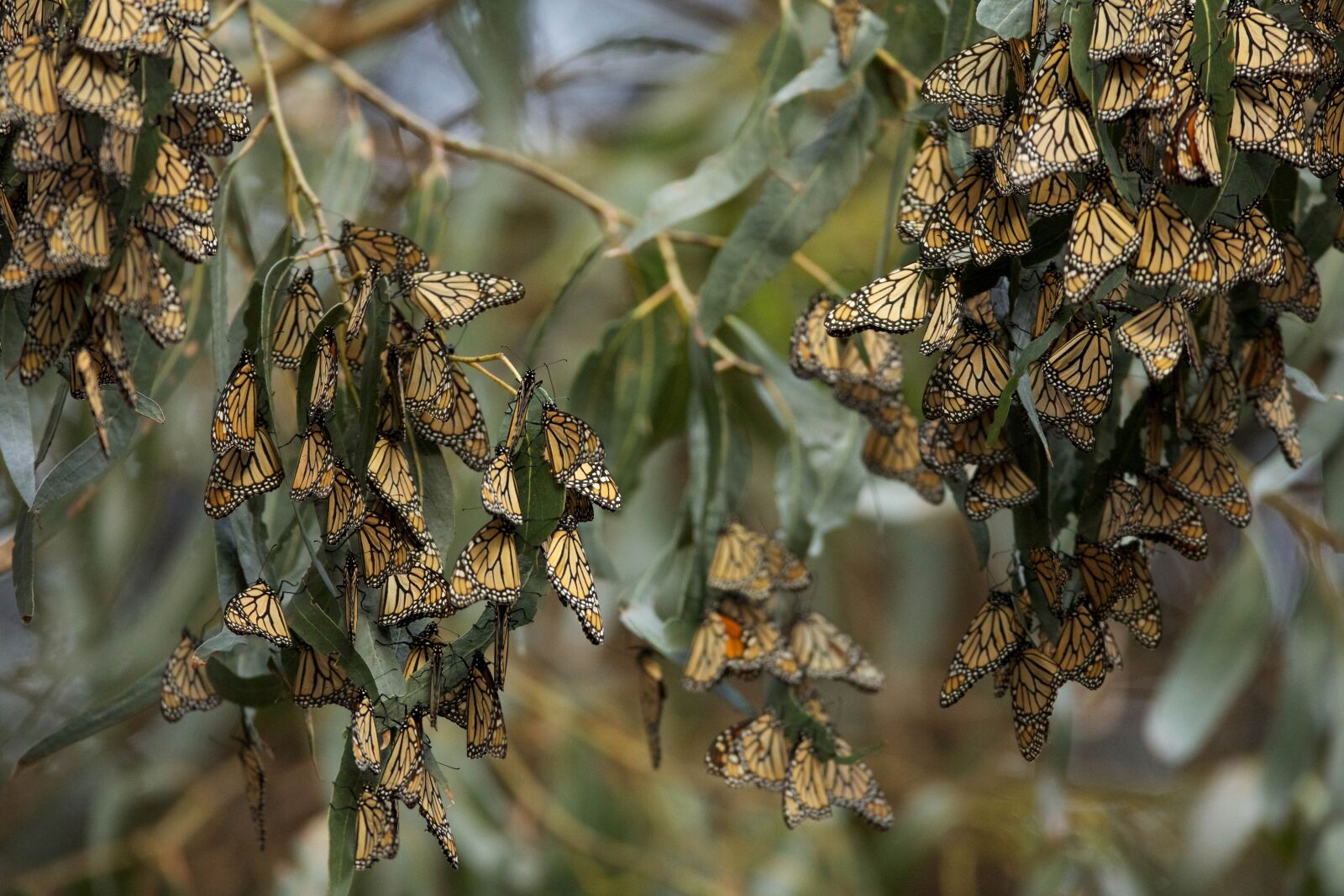 Canon EOS 5D Mark III sample photo. Insects, monarch butterflies photography