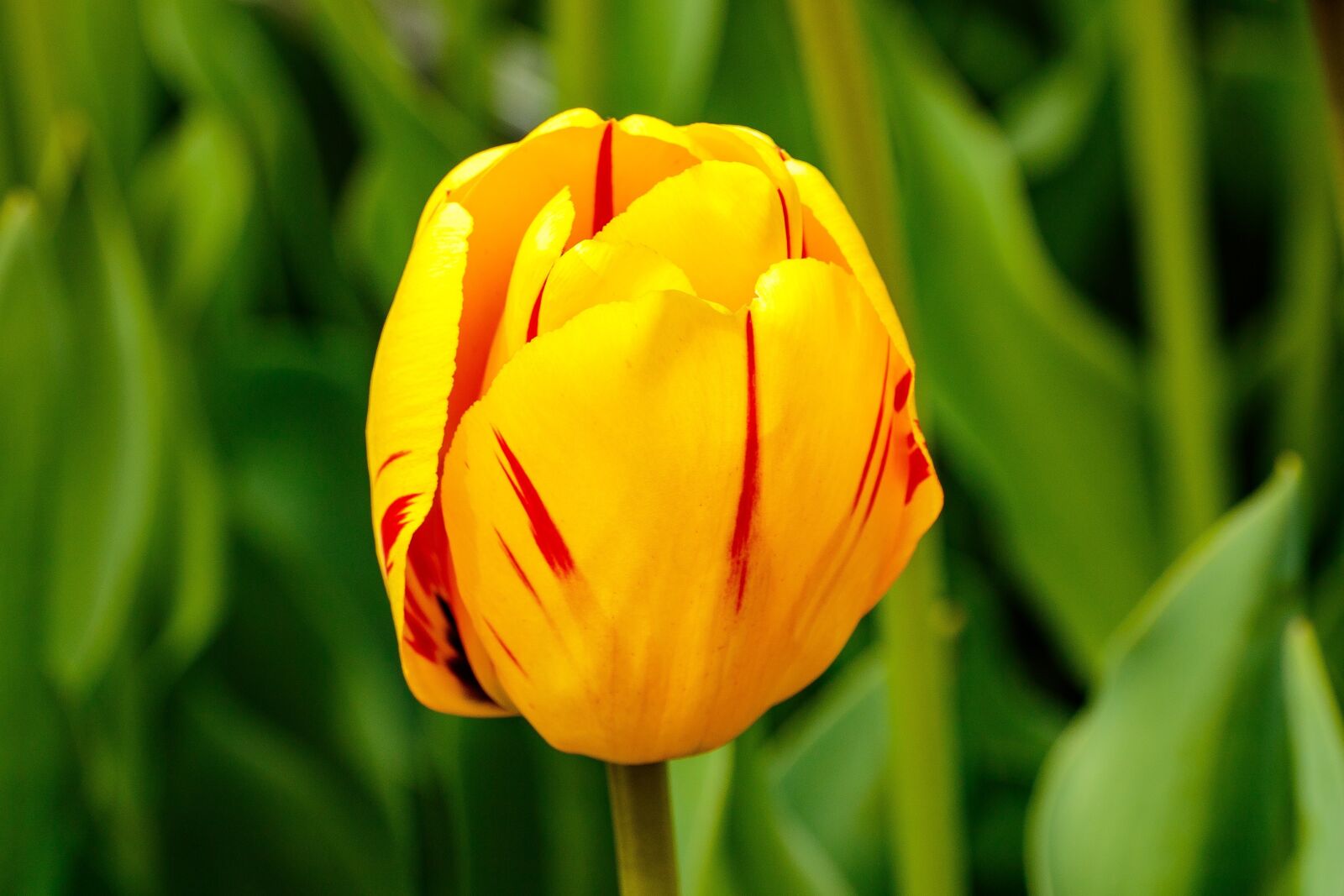 Canon EF 180mm F3.5L Macro USM sample photo. Nature, tulip, flora photography