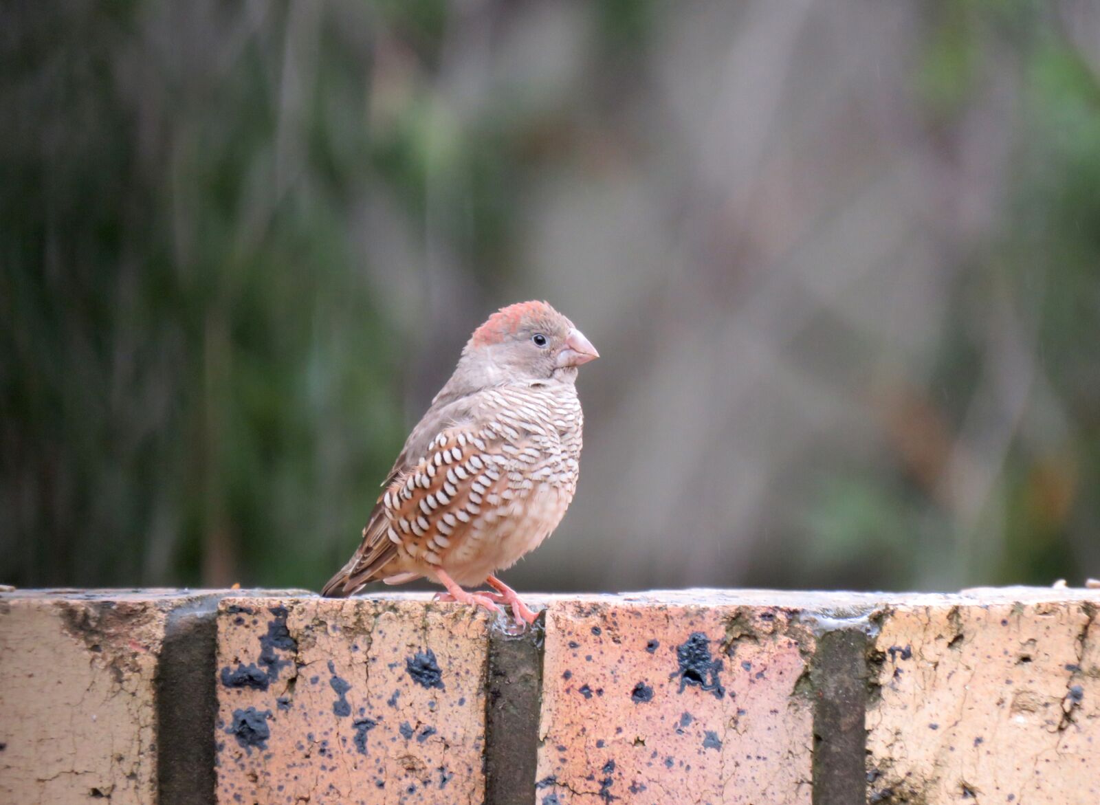 Canon PowerShot SX60 HS sample photo. Bird, finch, red headed photography