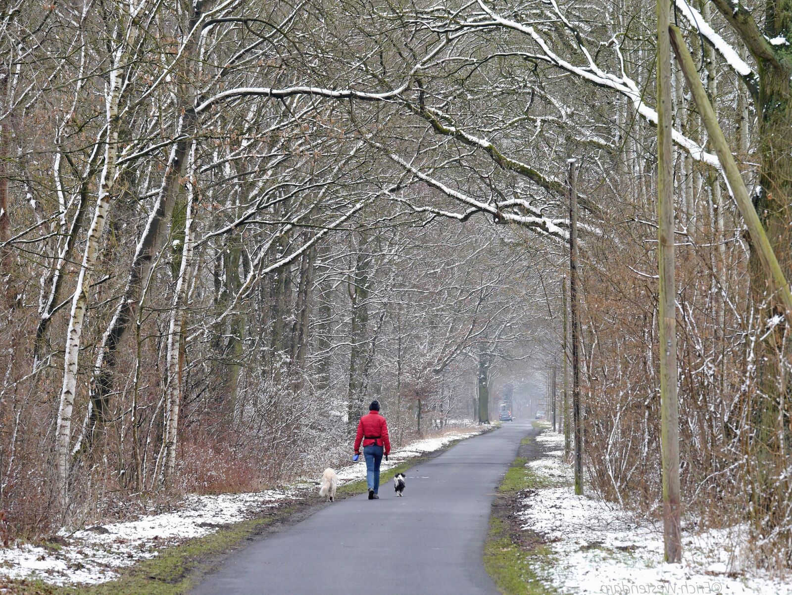 Panasonic Lumix DMC-G3 sample photo. Snow, forest, travel, winter photography