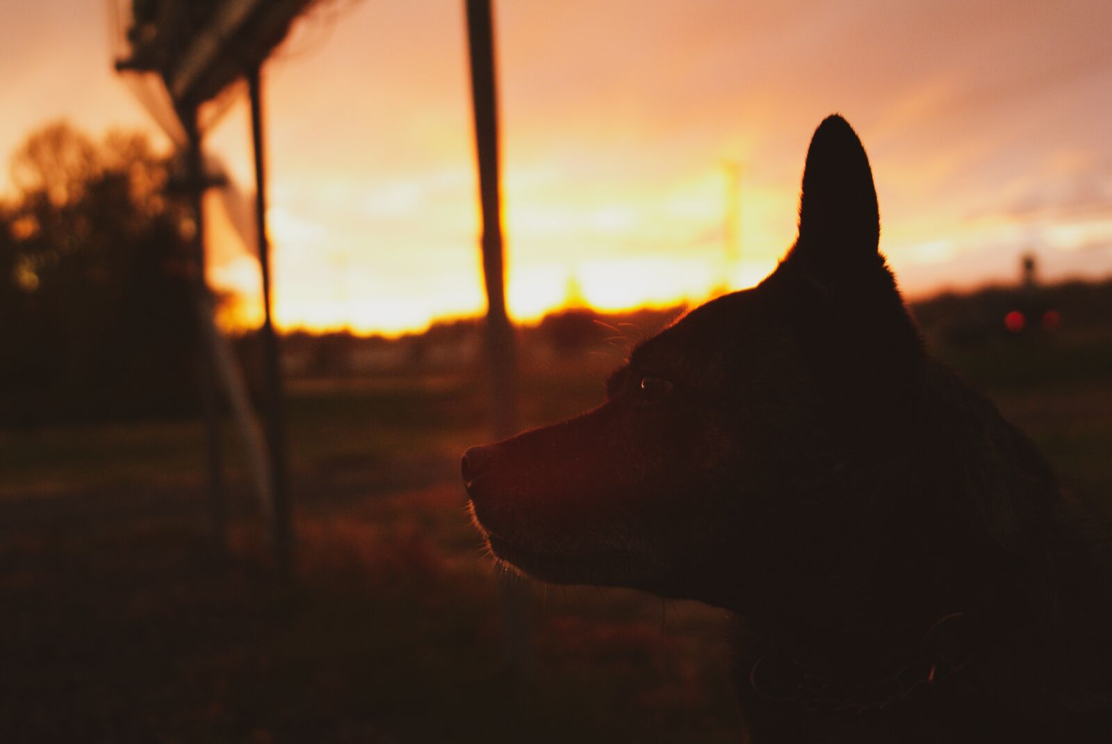 Sony Alpha DSLR-A200 sample photo. Sunset, dog, wolf photography