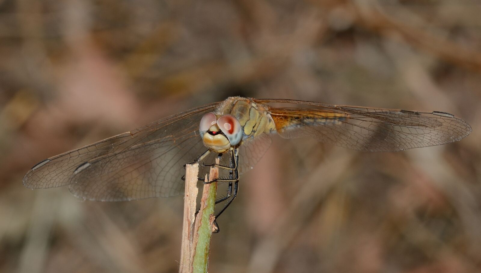Nikon D7100 sample photo. Dragonfly, sympetrum, fonscolombii photography