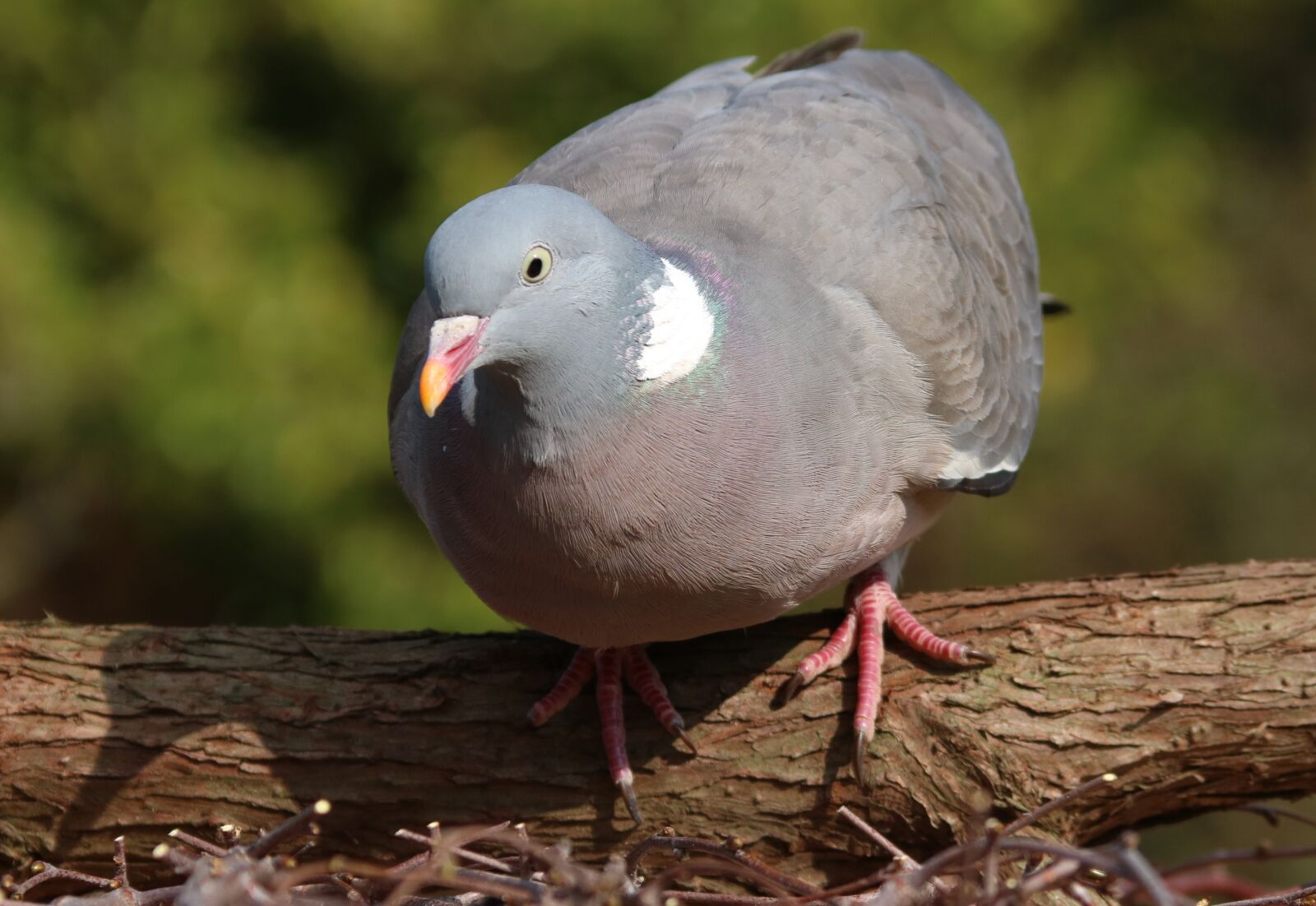 Canon EF 28-135mm F3.5-5.6 IS USM sample photo. Pigeon, bird, uk photography