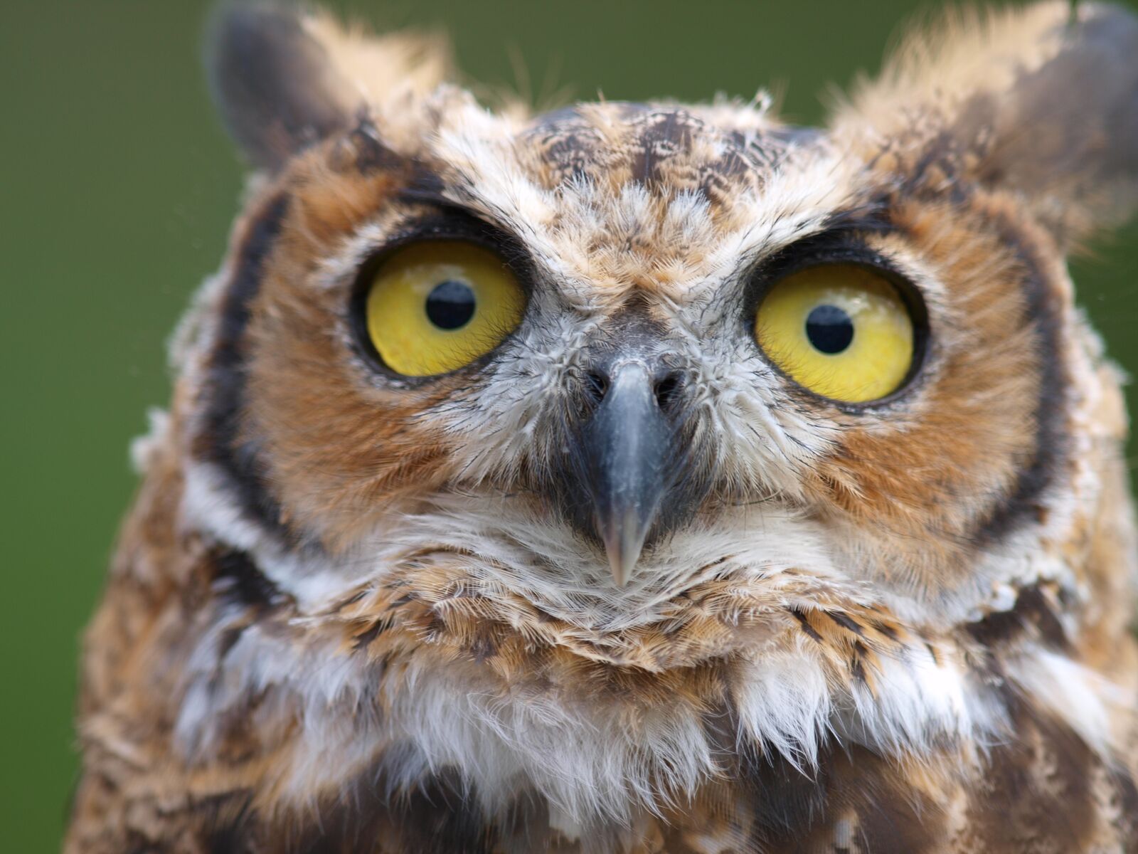 Olympus E-3 sample photo. Owls, birds, raptor photography