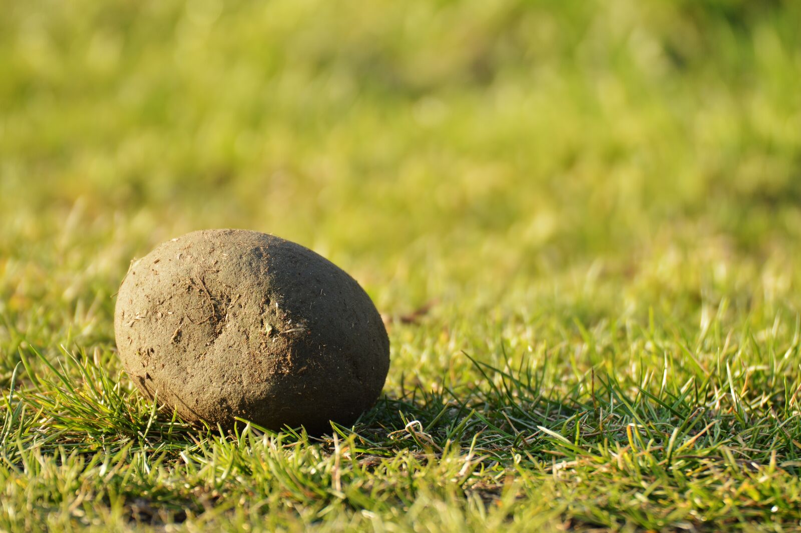 Nikon D3200 sample photo. Nature, grass, stone photography