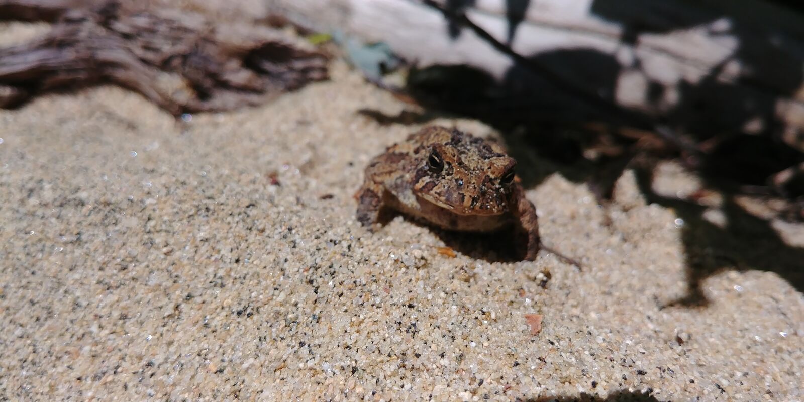 LG G6 sample photo. Frog, sun, beach photography