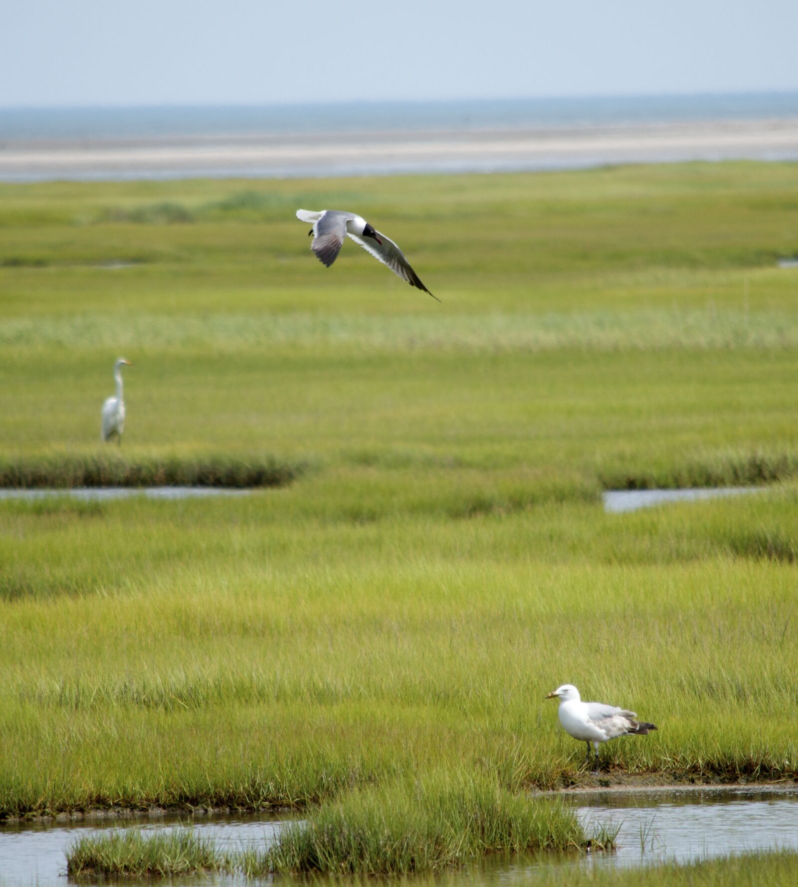 Nikon D7000 sample photo. Bird, water, nature photography