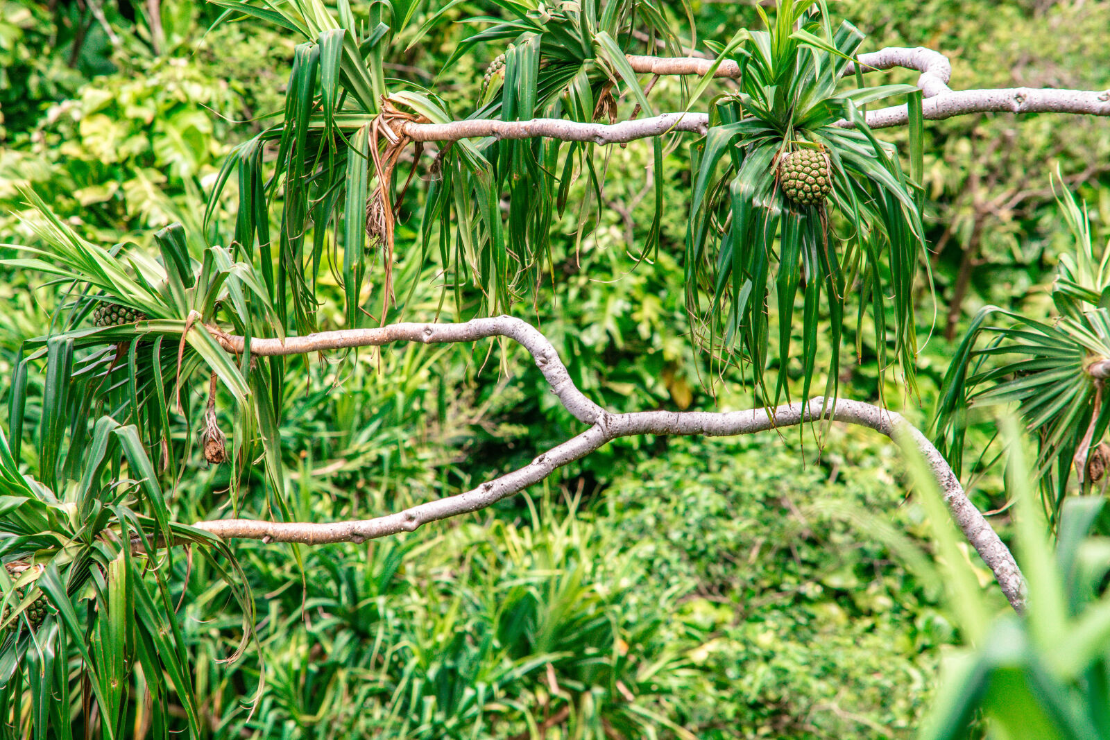 Nikon D5200 sample photo