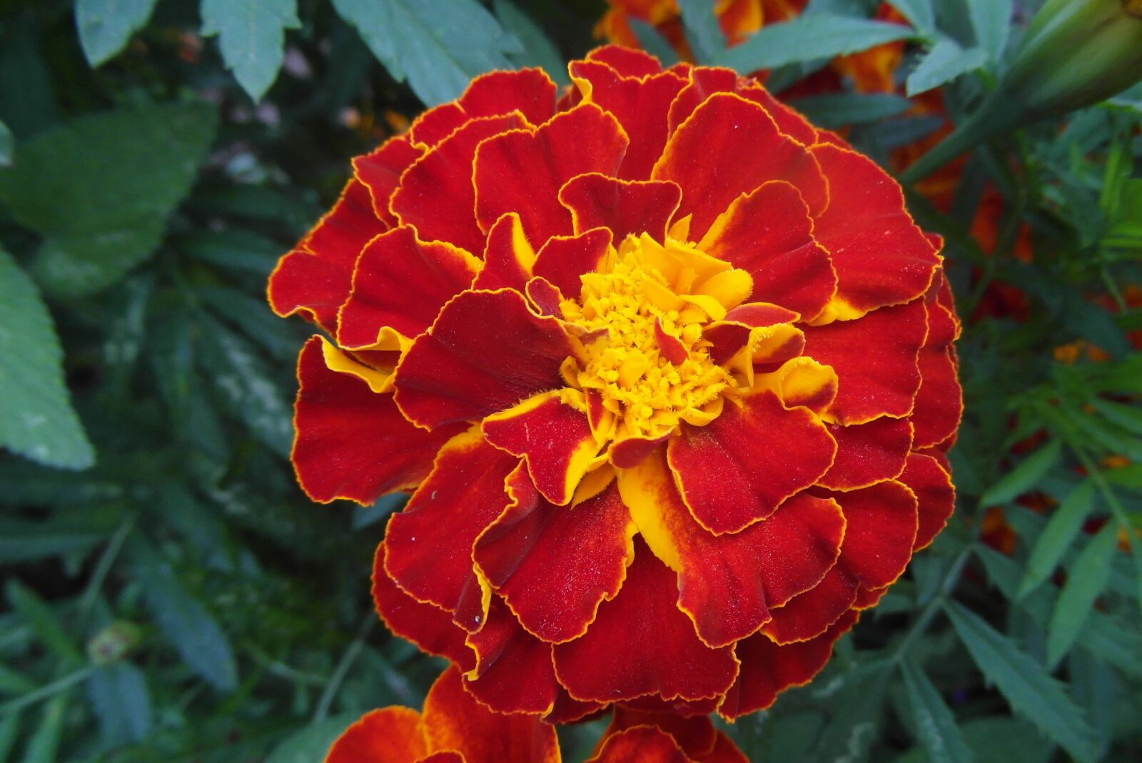 Samsung WB750 sample photo. Marigold, flower, garden photography