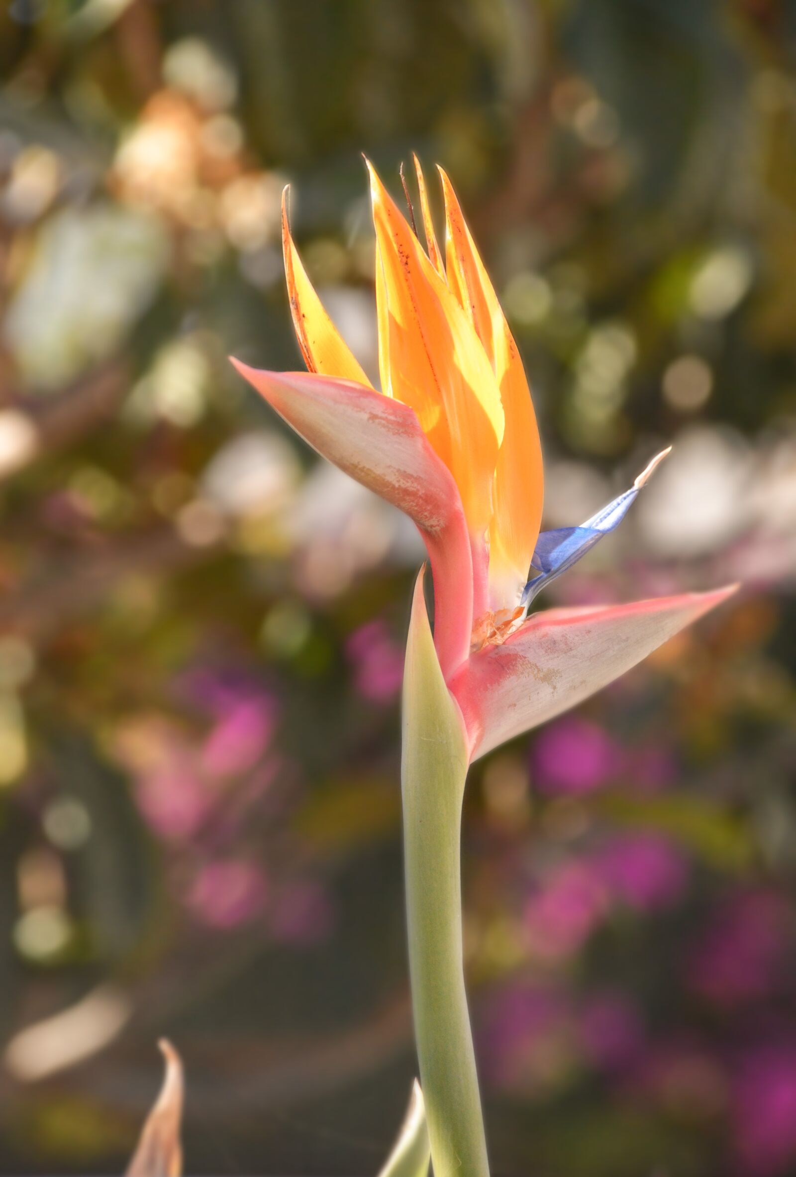 Nikon D3200 sample photo. Flower, nature, garden photography
