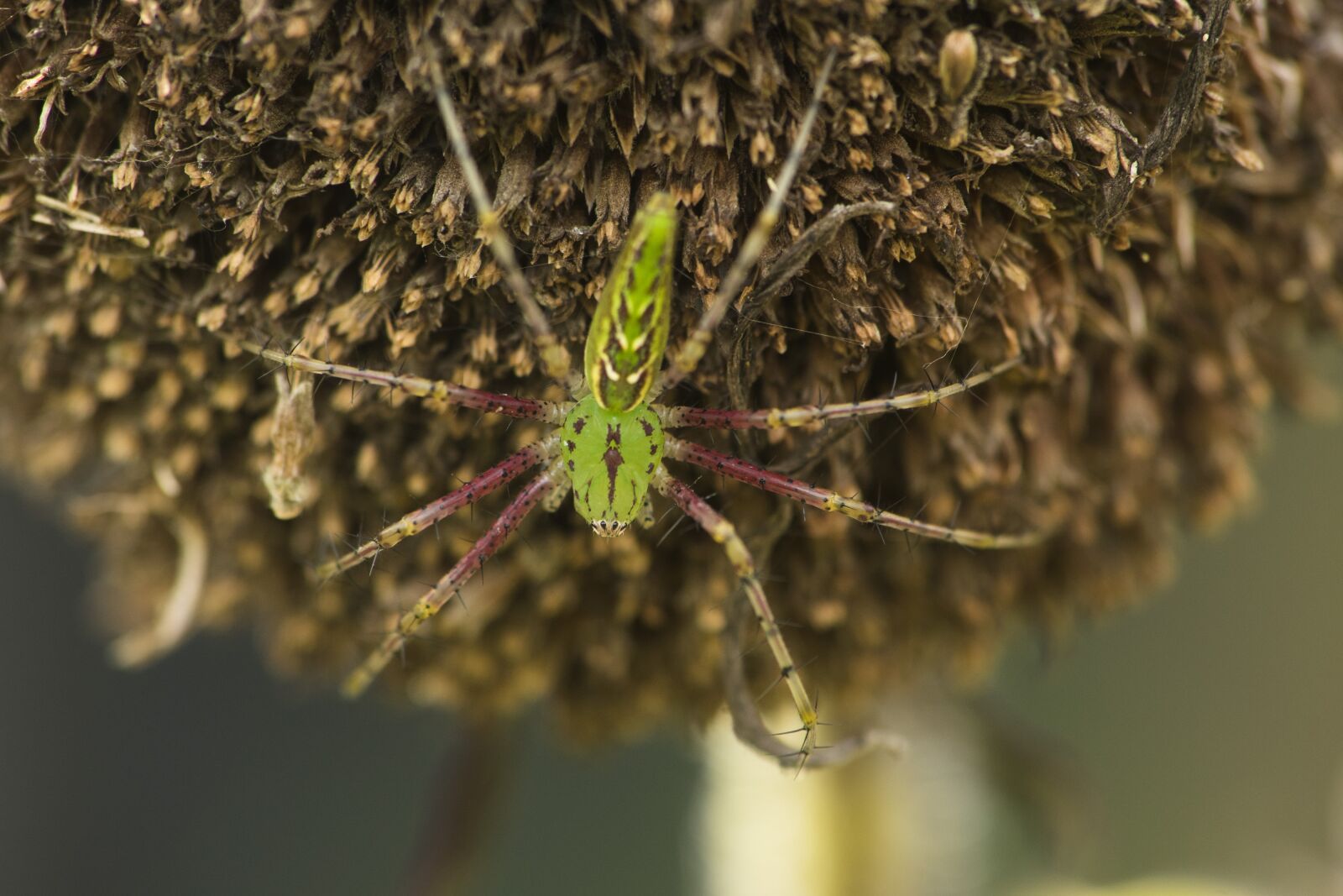 Nikon D5500 sample photo. Nature, flora, closeup photography