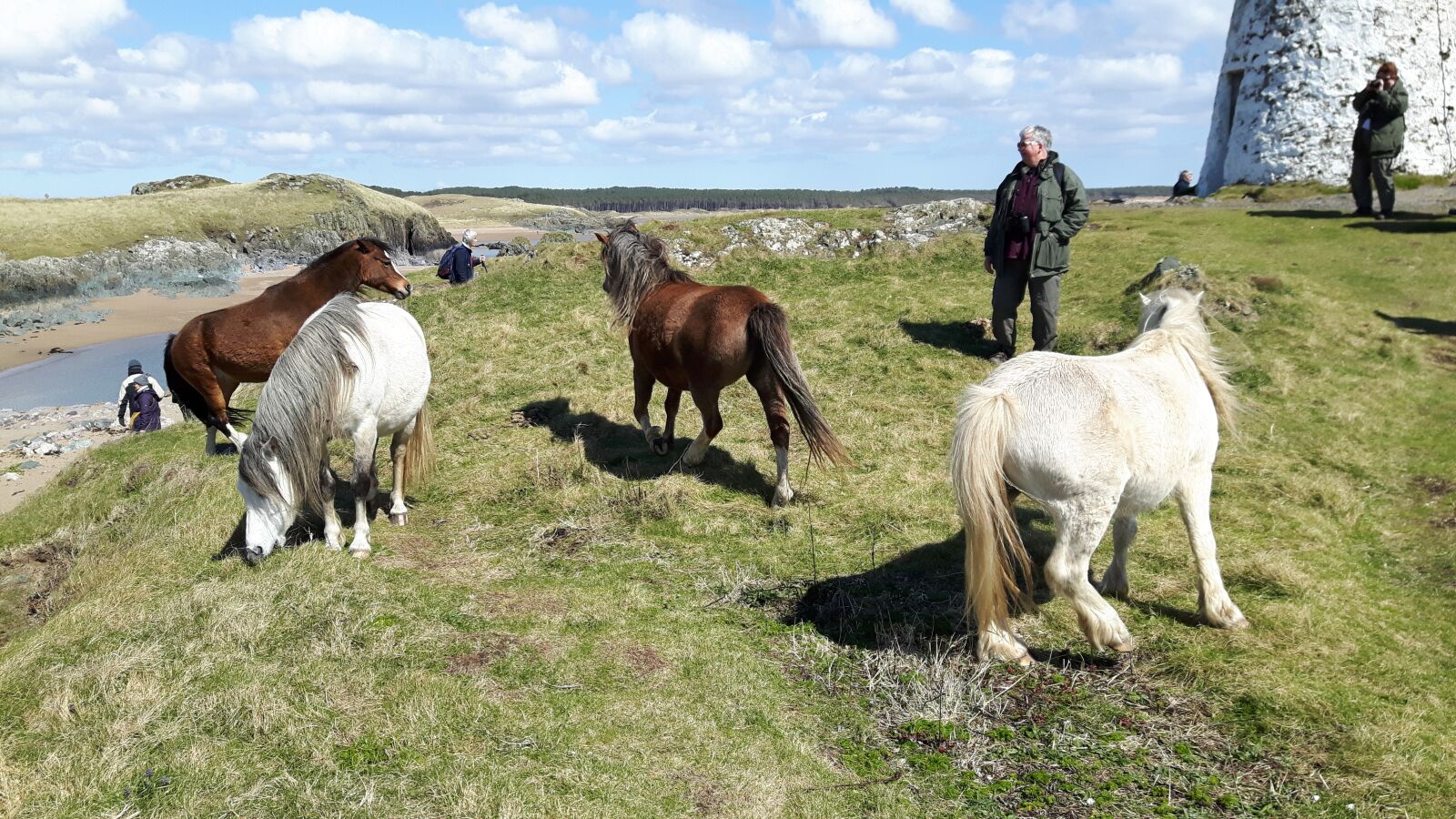 Samsung Galaxy S5 Neo sample photo. Wild horses, horse, wild photography