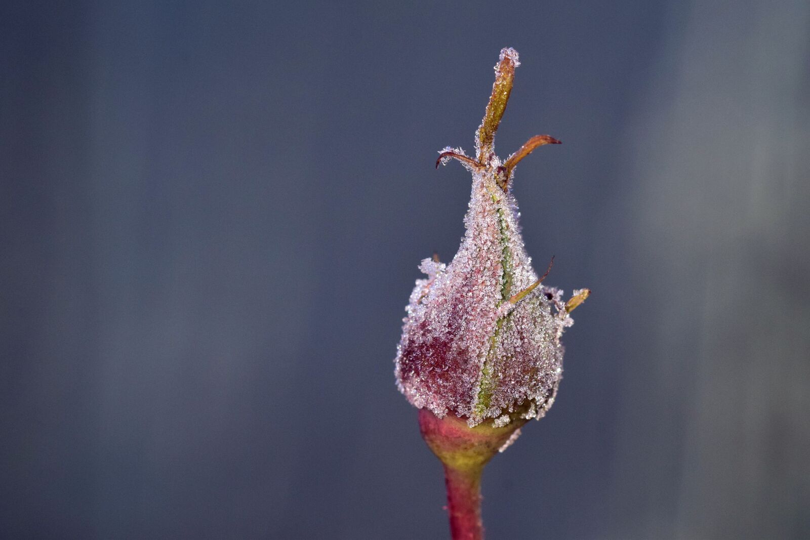 Nikon D3300 sample photo. Frost, winter, cold photography