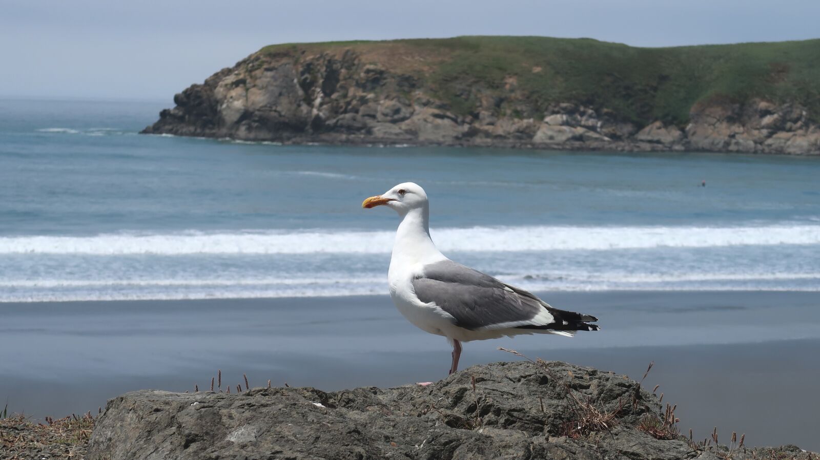 Canon PowerShot G7 X Mark II sample photo. Seagull, black-headed gull, bird photography