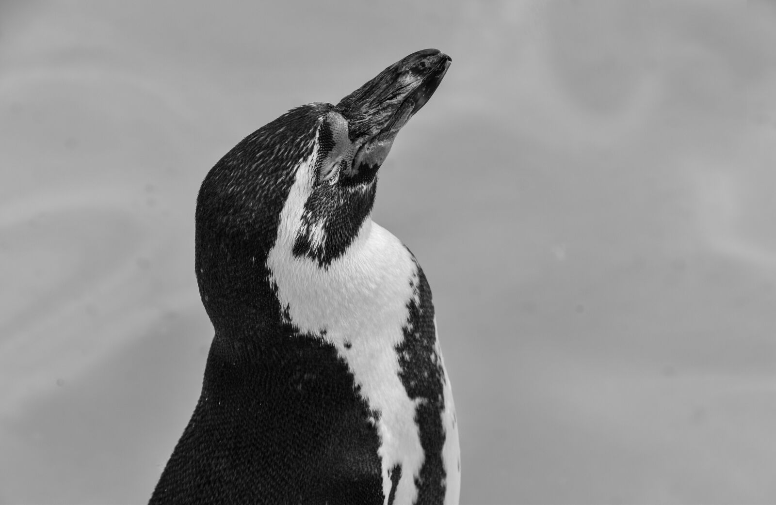 Nikon D5500 sample photo. Penguin, bird, nature photography