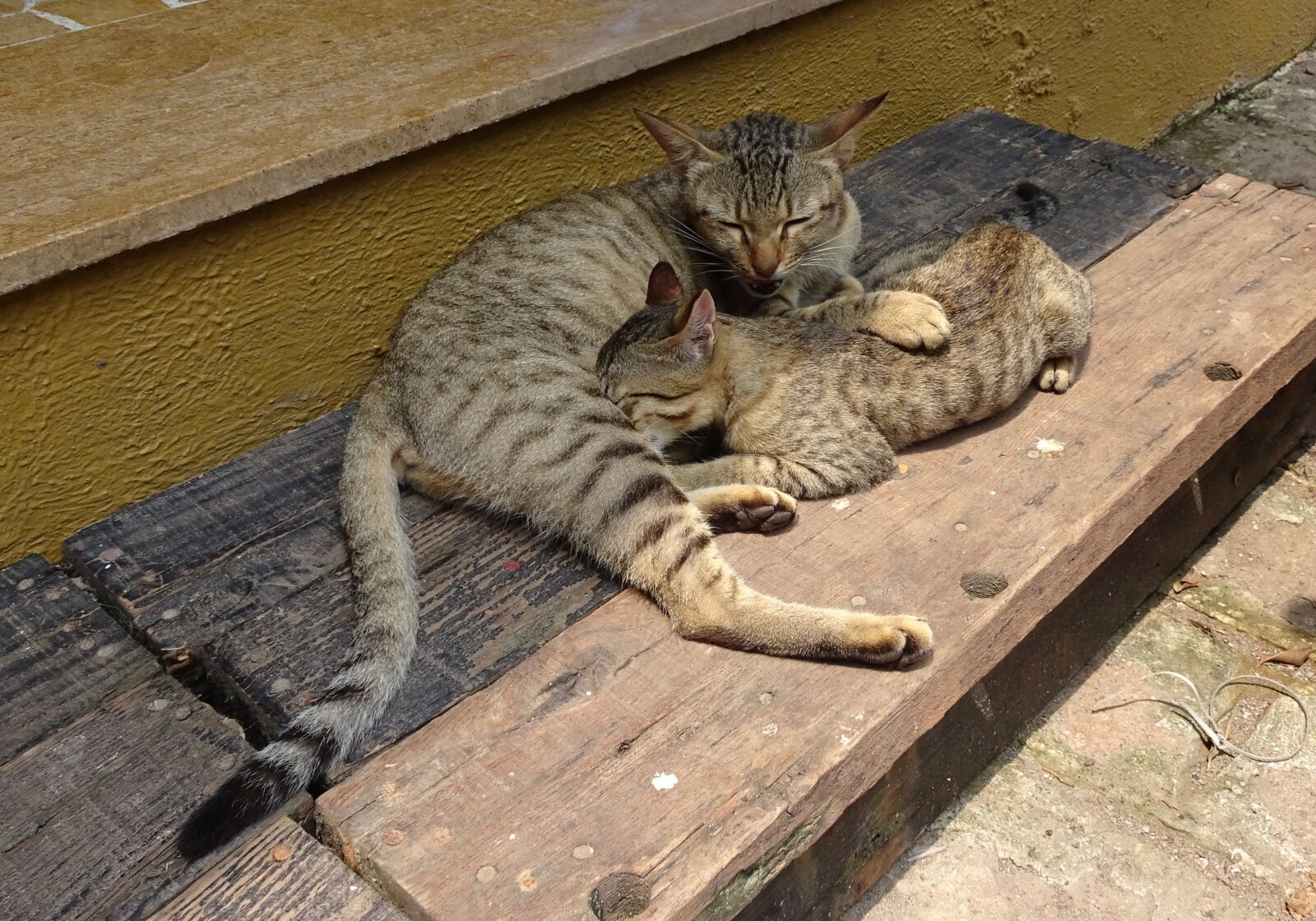 Sony Cyber-shot DSC-HX90V sample photo. Bengal cat, kitten, suckling photography