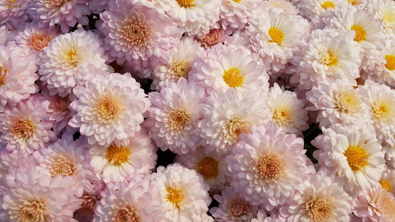 Samsung Galaxy S7 Edge sample photo. Flowers, chrysanthemum, plants photography