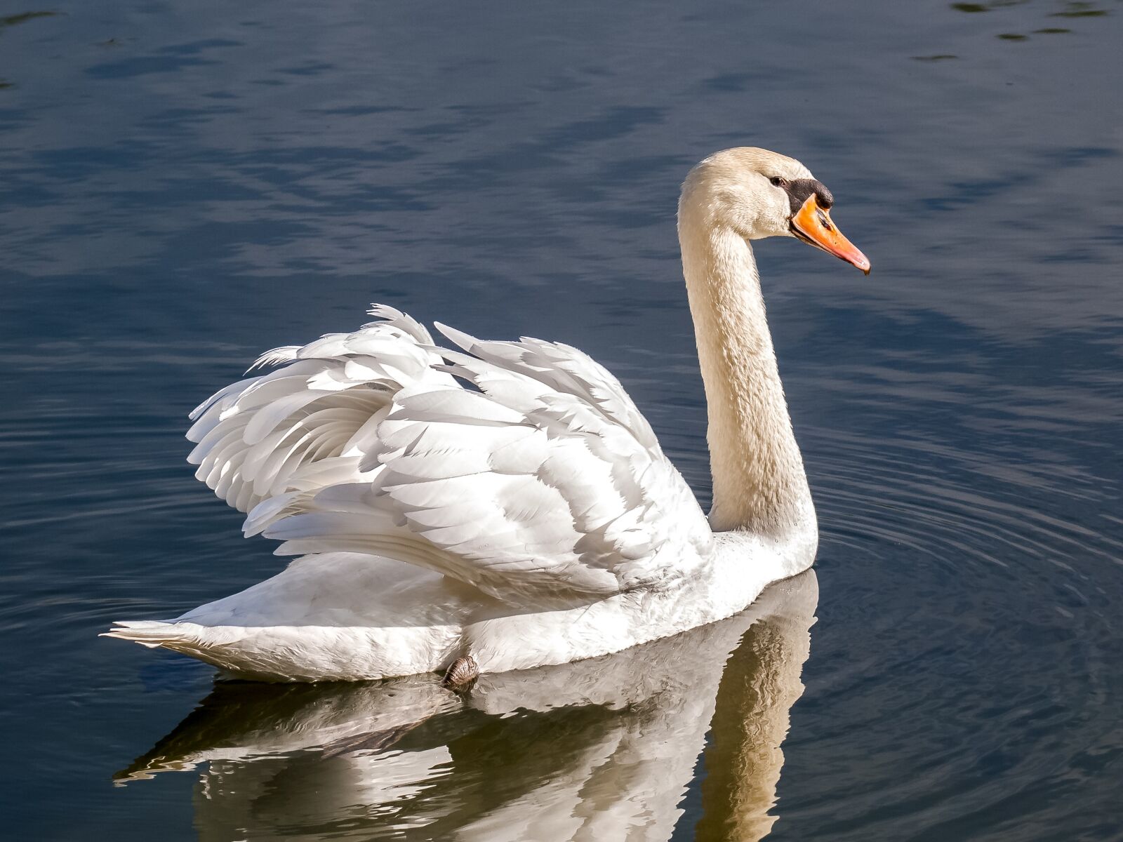 Olympus E-3 sample photo. Swan, mute swan, bird photography