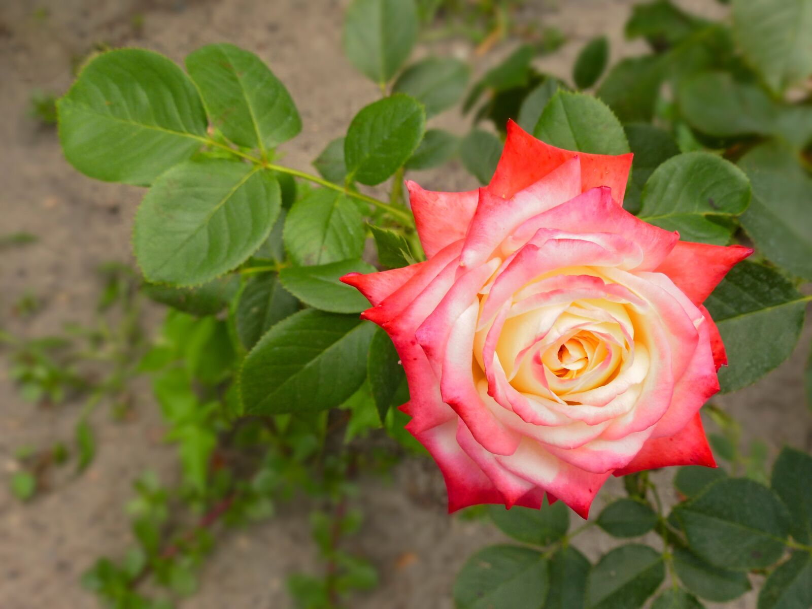 Panasonic Lumix DMC-FZ200 sample photo. Rose, flower, bloom photography