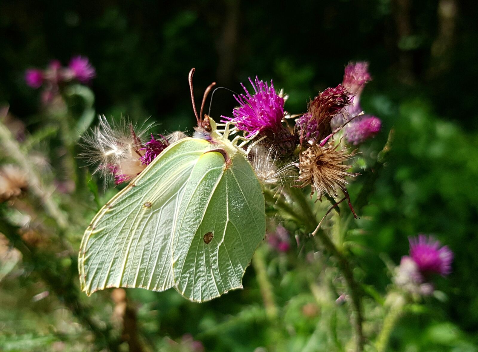 Samsung Galaxy S7 sample photo. Gonepteryx rhamni, butterfly, animal photography