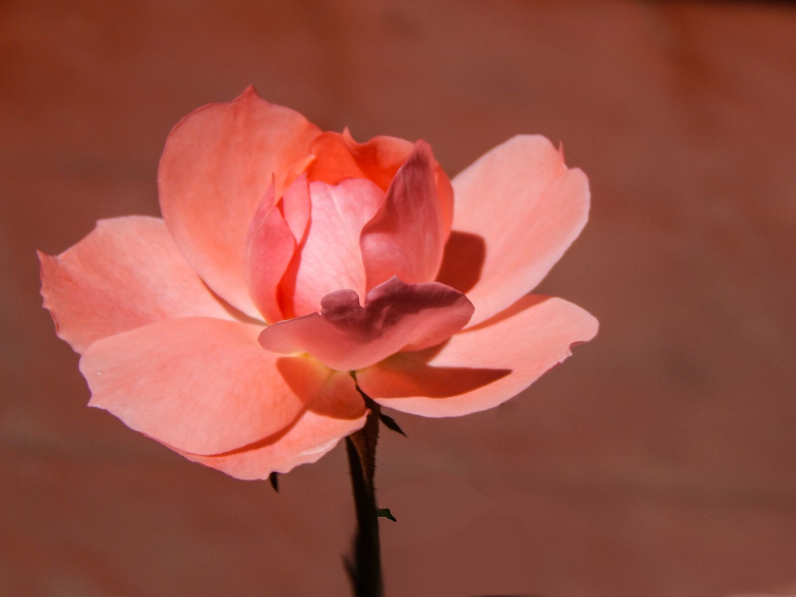 Nikon Coolpix L820 sample photo. Rosa, flower, pink petals photography