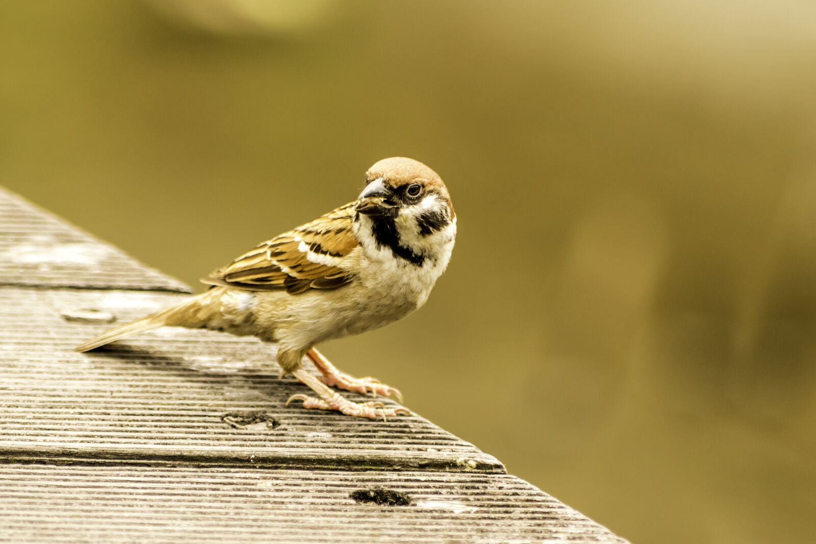 Nikon D5500 sample photo. Nature, wildlife, animal photography