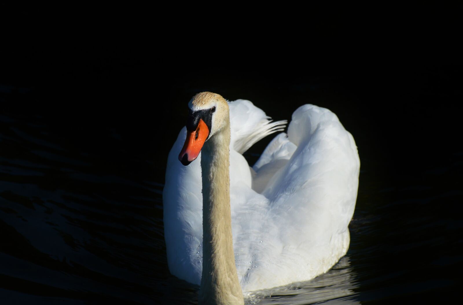 Nikon D3200 sample photo. Swan, bird, water bird photography