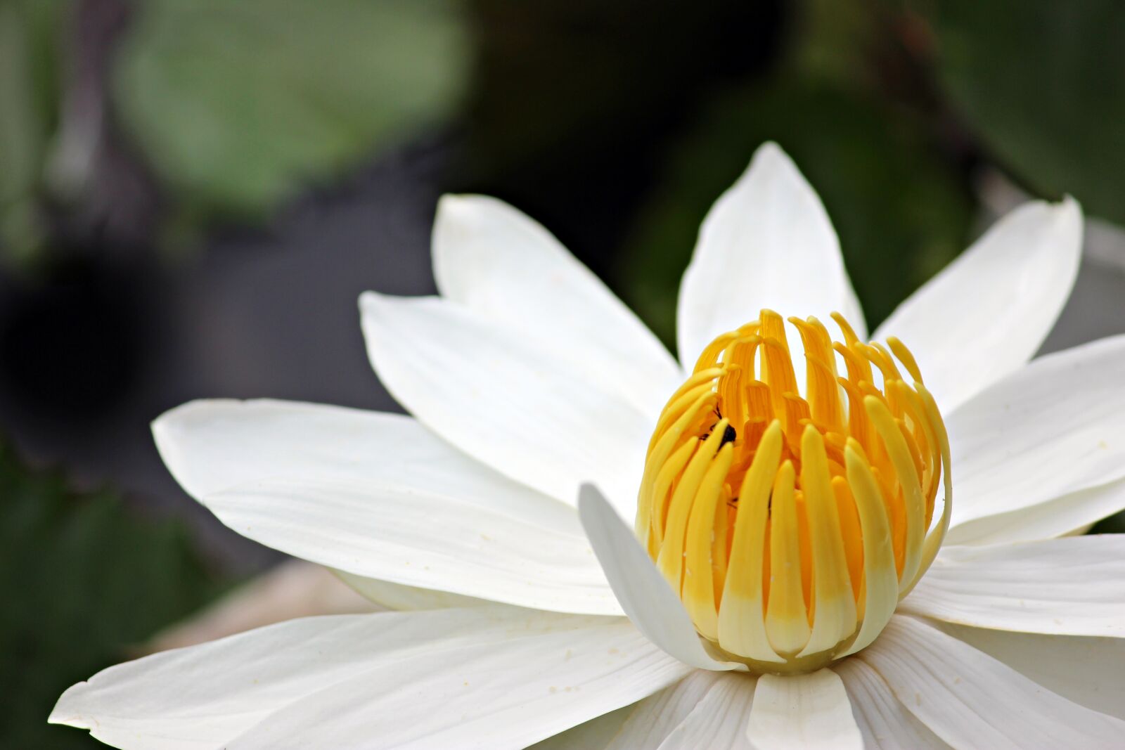 Canon EOS 600D (Rebel EOS T3i / EOS Kiss X5) sample photo. Water lily, lily, flower photography