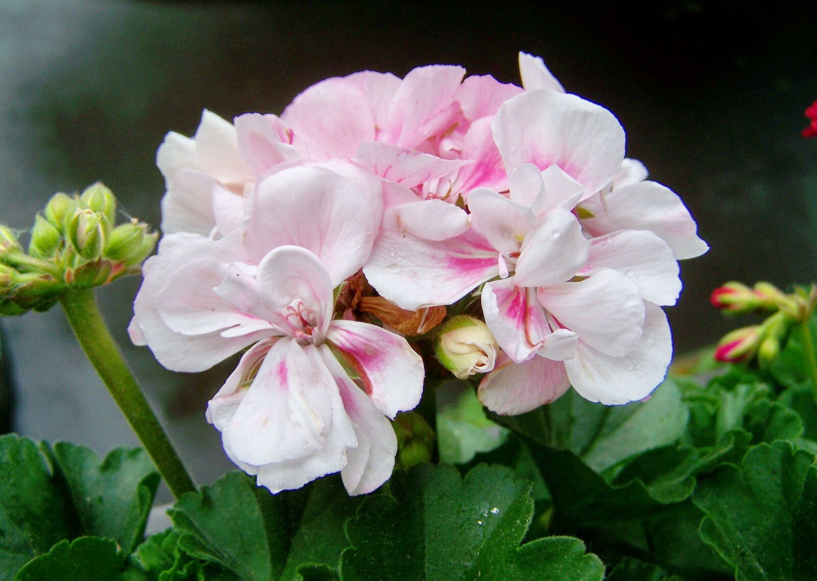 Kodak EASYSHARE ZD710 ZOOM DIGITAL CAMERA sample photo. Geranium, summer flower, ornamental photography