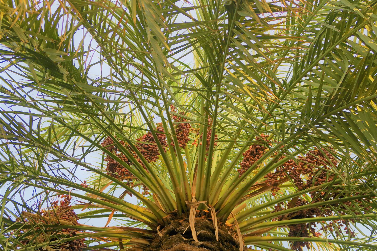 Canon PowerShot G7 X sample photo. Palm, tree, plant photography