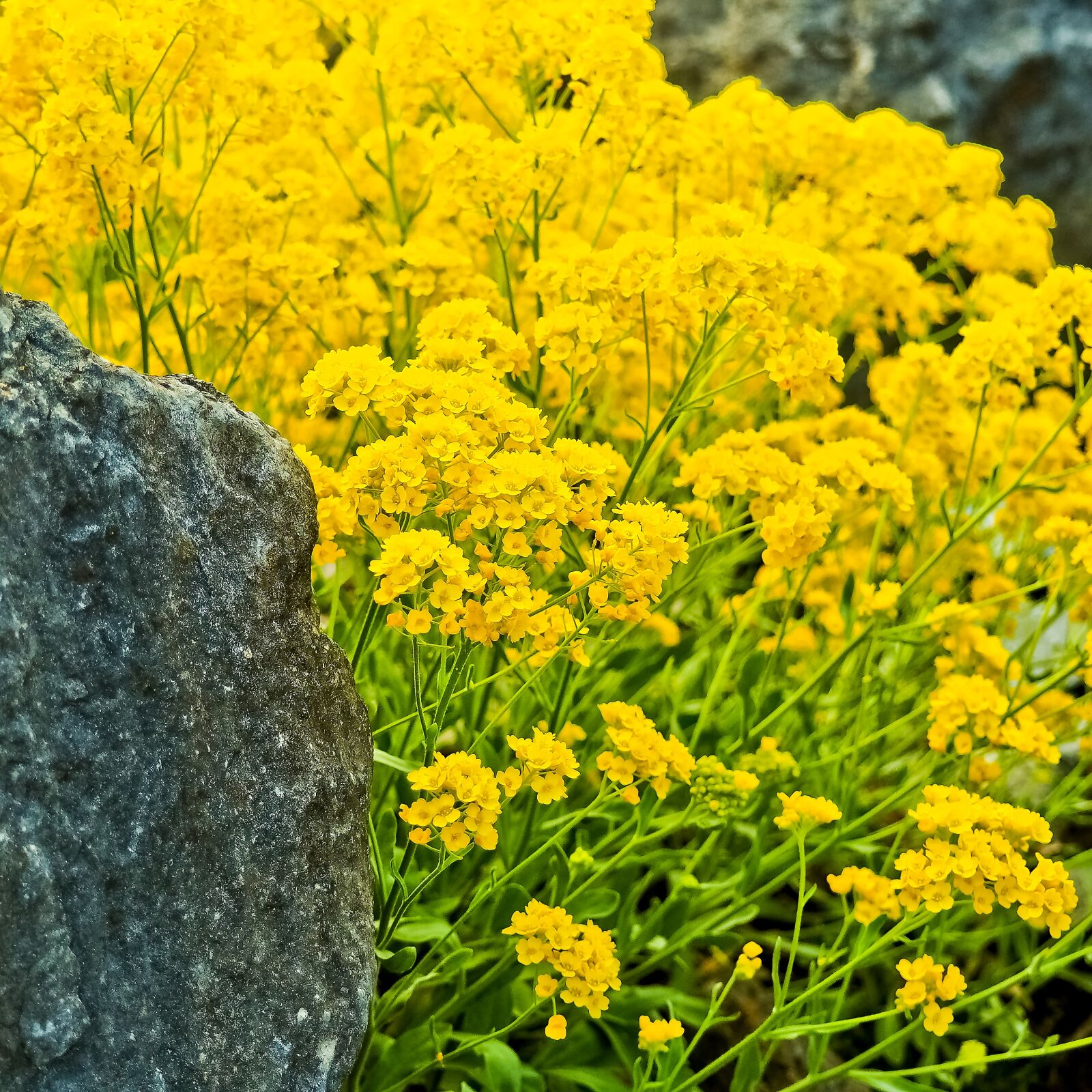 Olympus OM-D E-M10 sample photo. Rock stone cress, stone photography