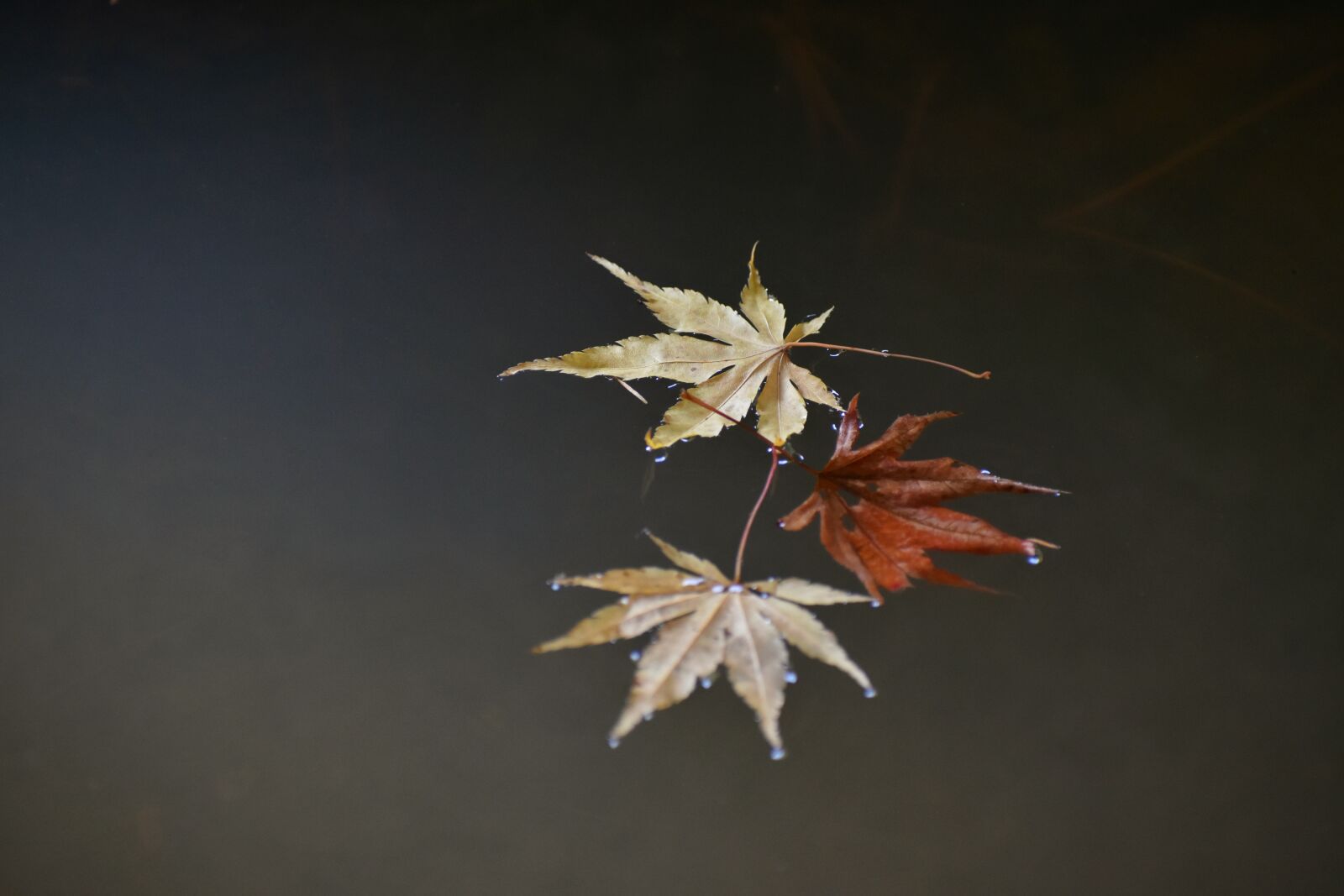 Nikon D7200 sample photo. Natural, landscape, autumnal leaves photography