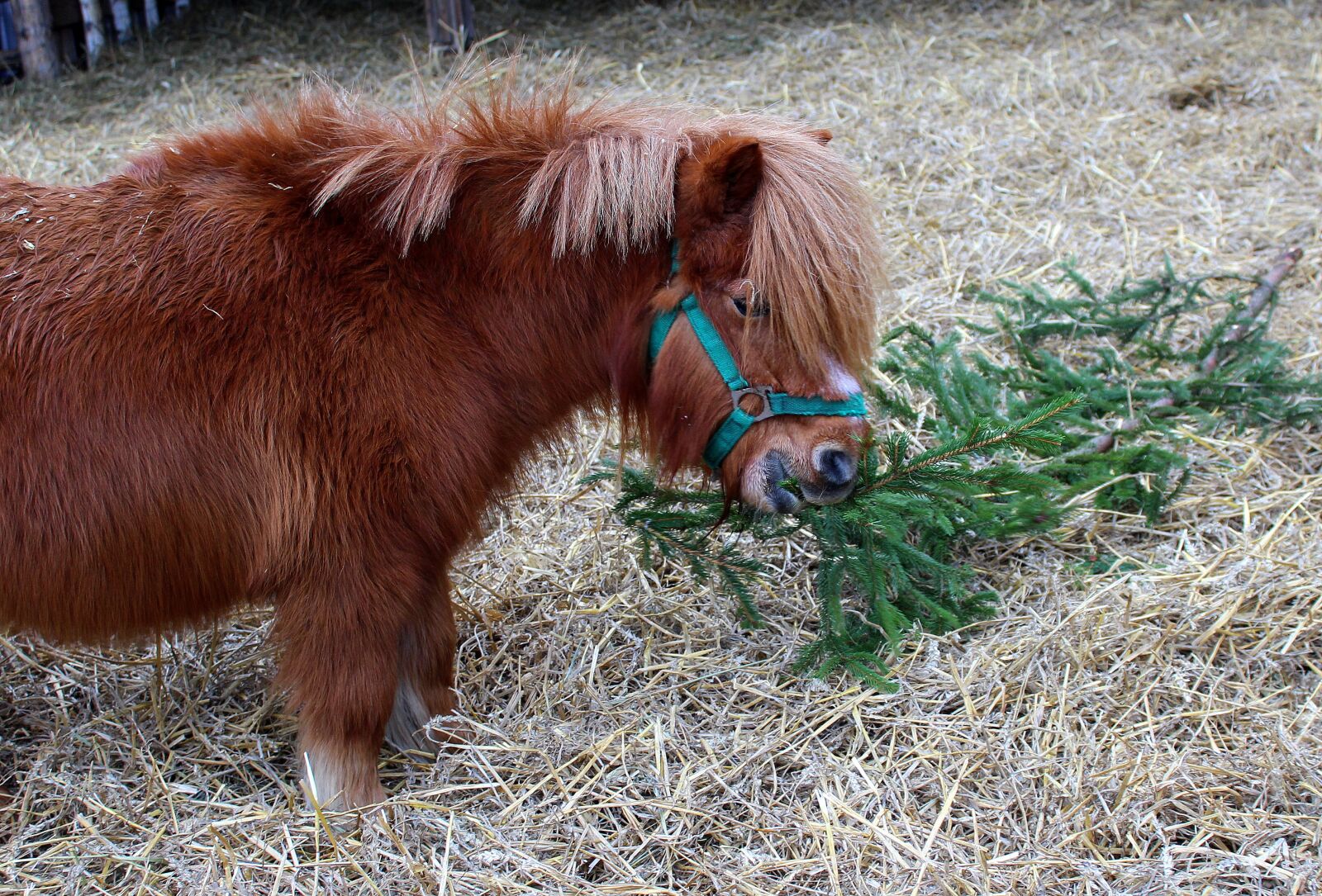 Canon EOS 1200D (EOS Rebel T5 / EOS Kiss X70 / EOS Hi) sample photo. Pony, the mane, farm photography