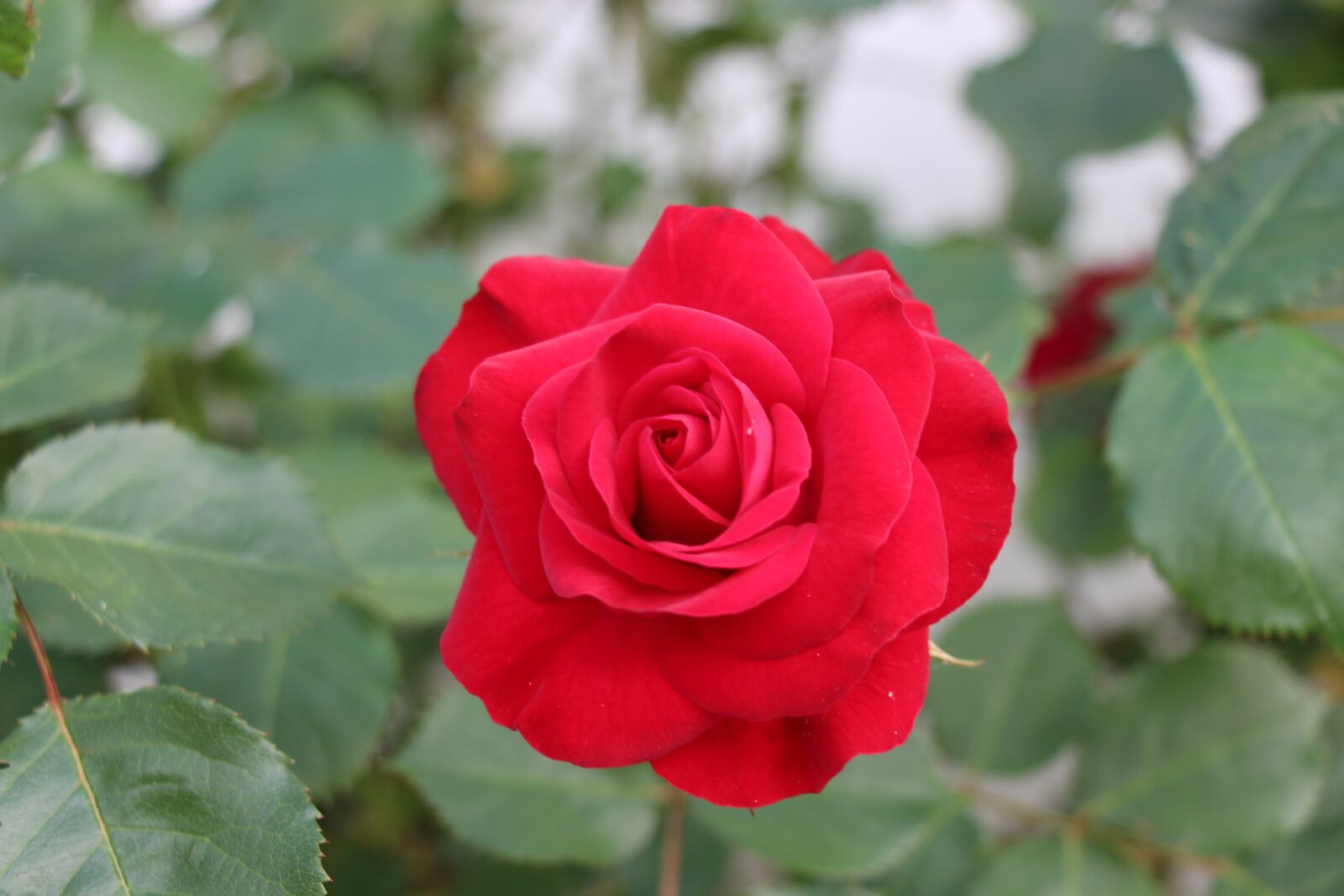 Canon EOS 700D (EOS Rebel T5i / EOS Kiss X7i) sample photo. Flower, pink, red photography