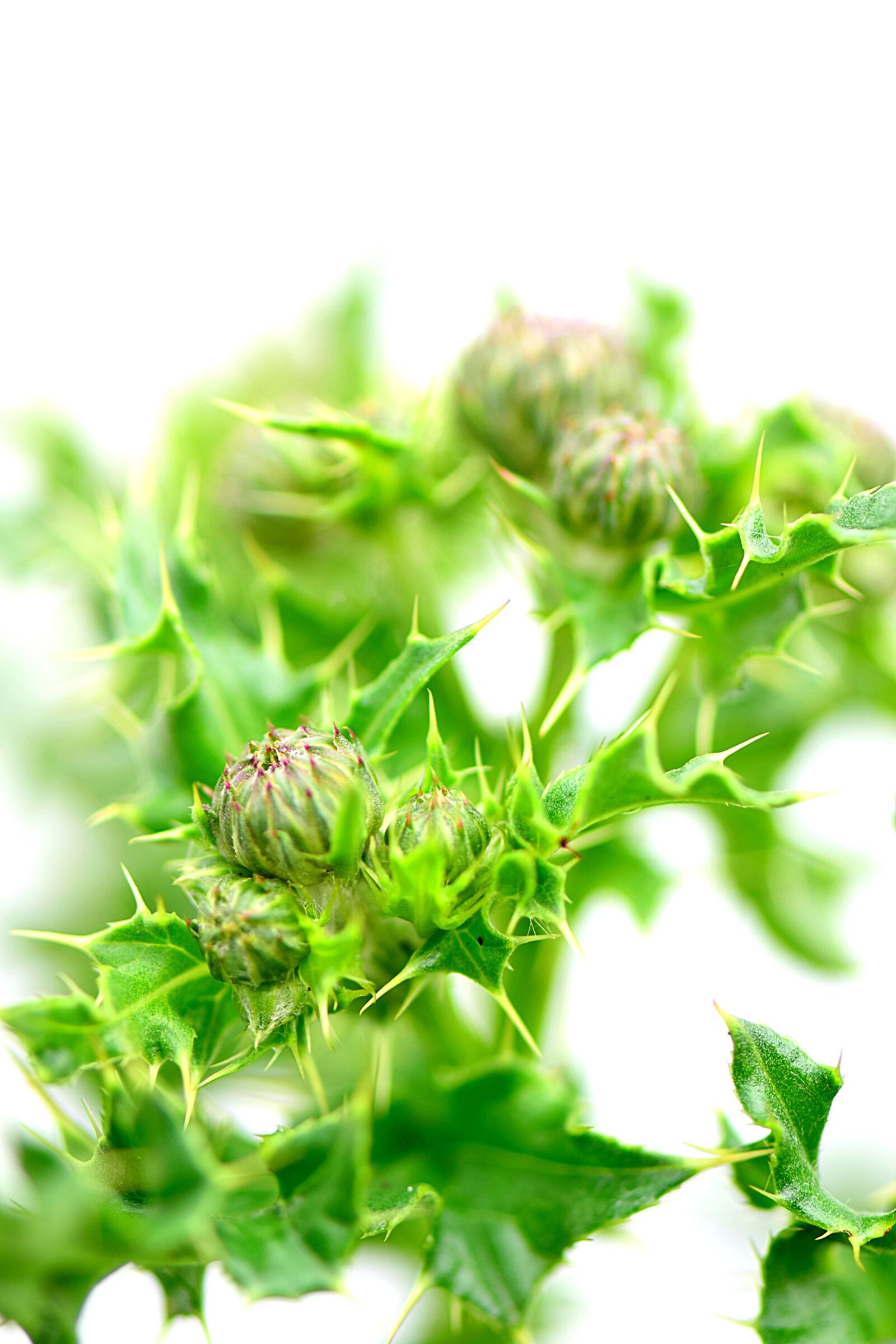 Nikon D5300 sample photo. Thistle, plants, nature photography
