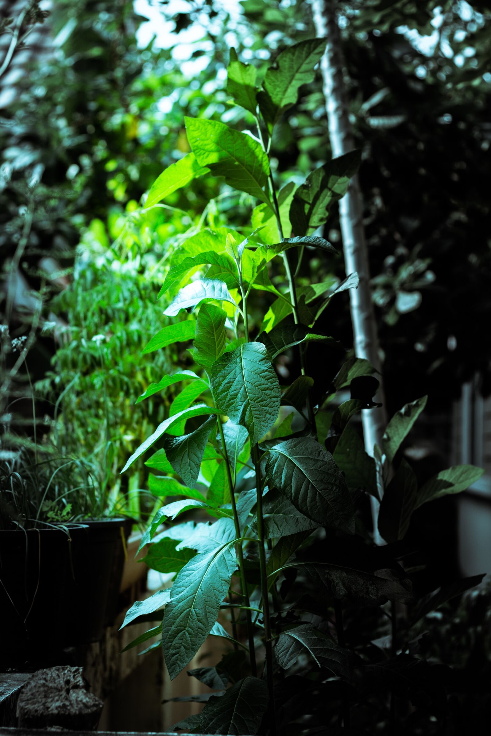 Canon EOS 700D (EOS Rebel T5i / EOS Kiss X7i) + Canon EF 50mm F1.8 STM sample photo. Color write, fresh, pa photography