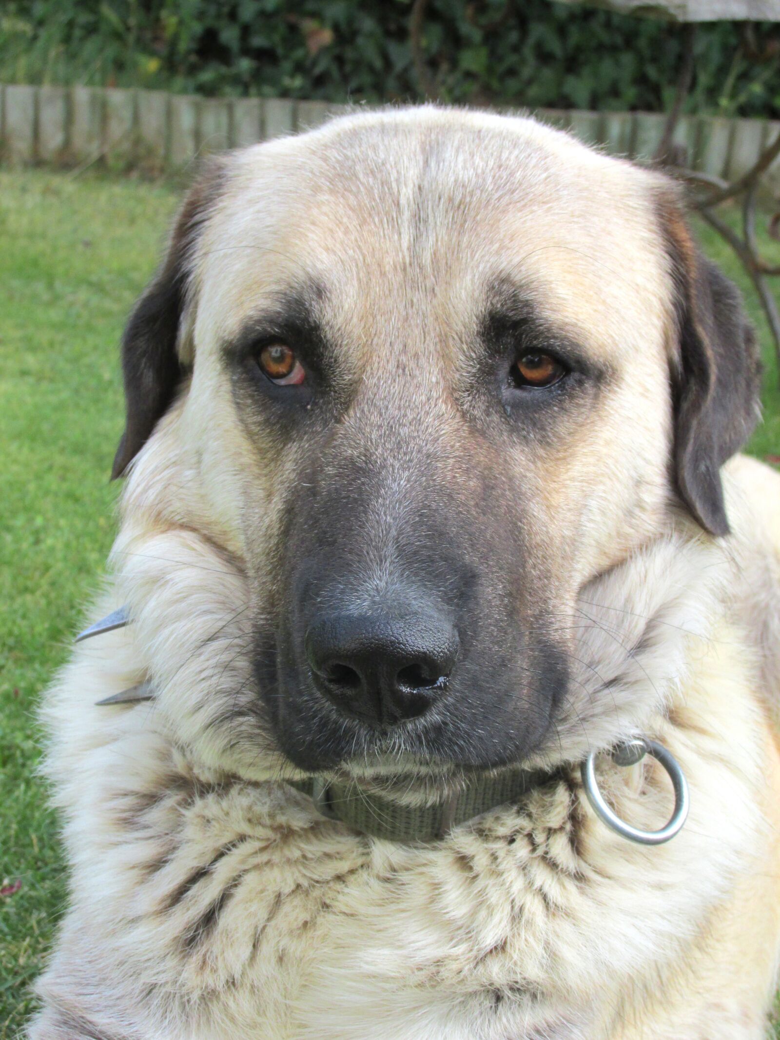 Canon PowerShot SX160 IS sample photo. Dog, kangal, nature photography