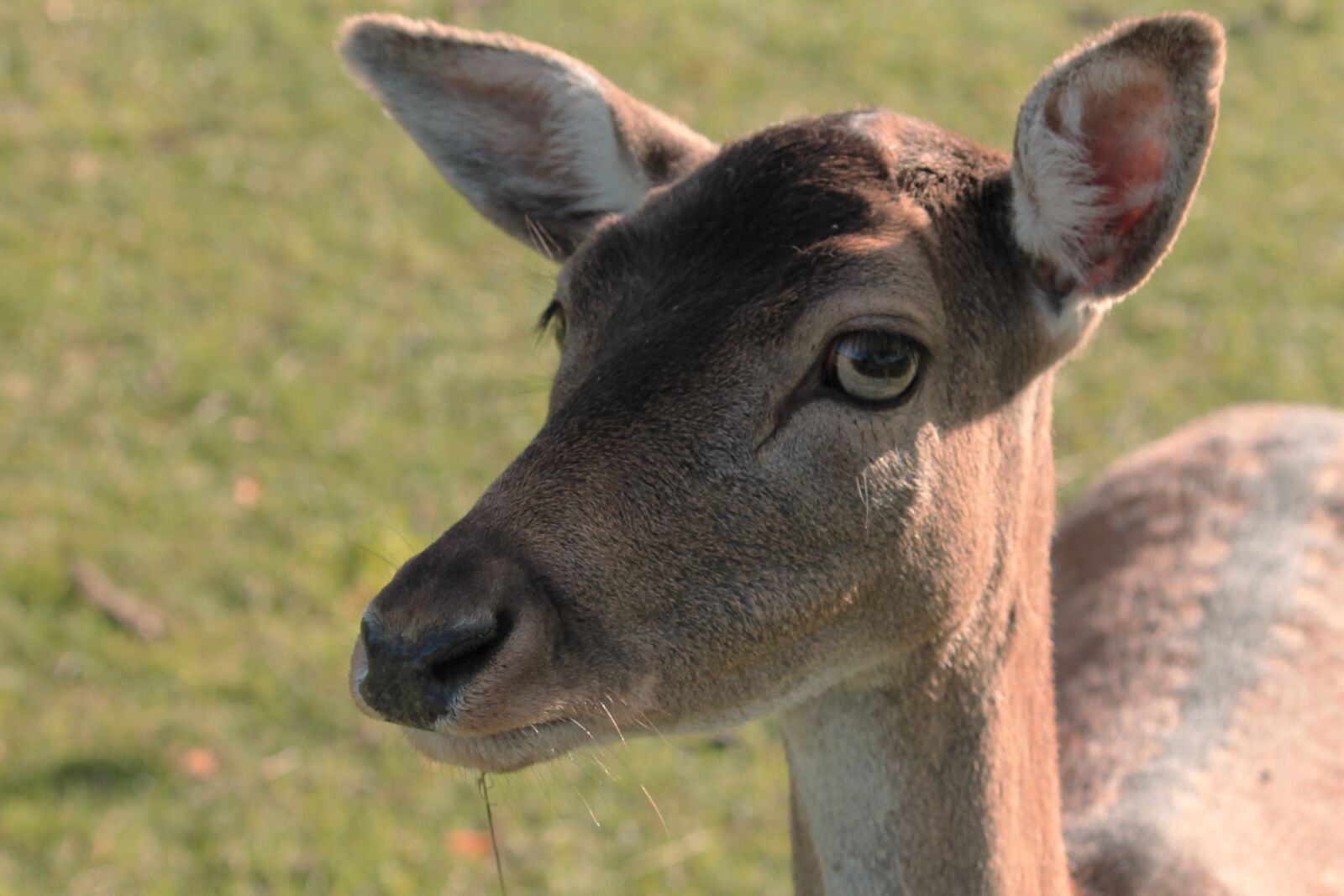 Canon EF-S 55-250mm F4-5.6 IS II sample photo. Tierportait, roe deer, fallow photography