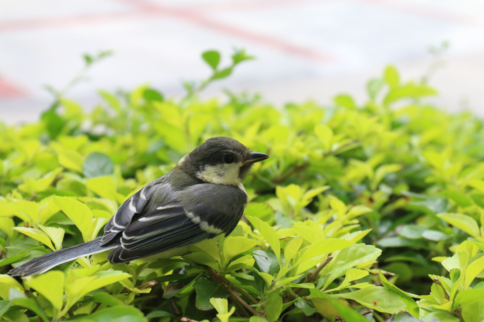 Canon EOS 70D + Canon EF 17-40mm F4L USM sample photo. Birds, bird, sparrow photography