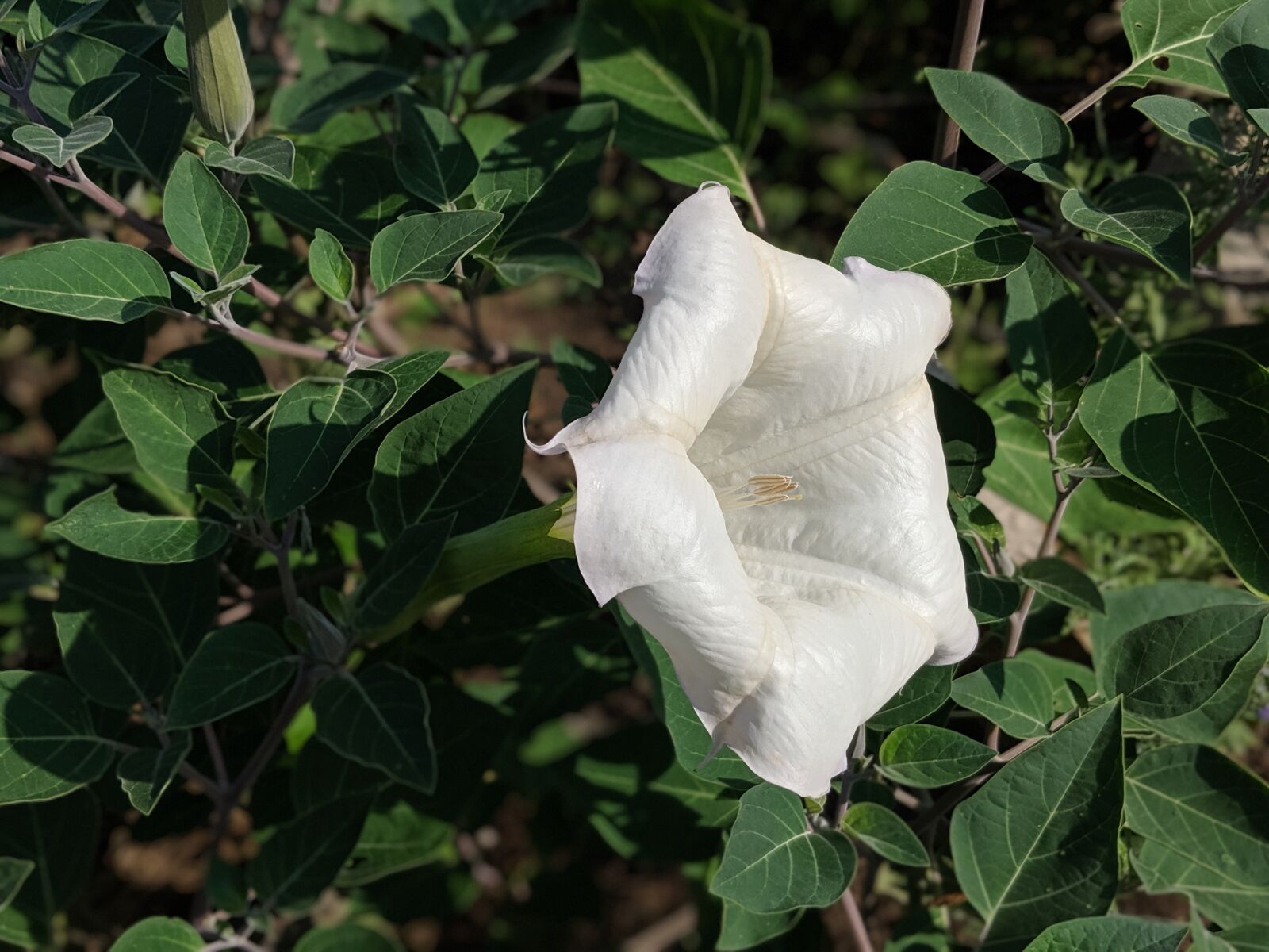 Google Pixel 2 sample photo. Flower, blossom, bloom photography