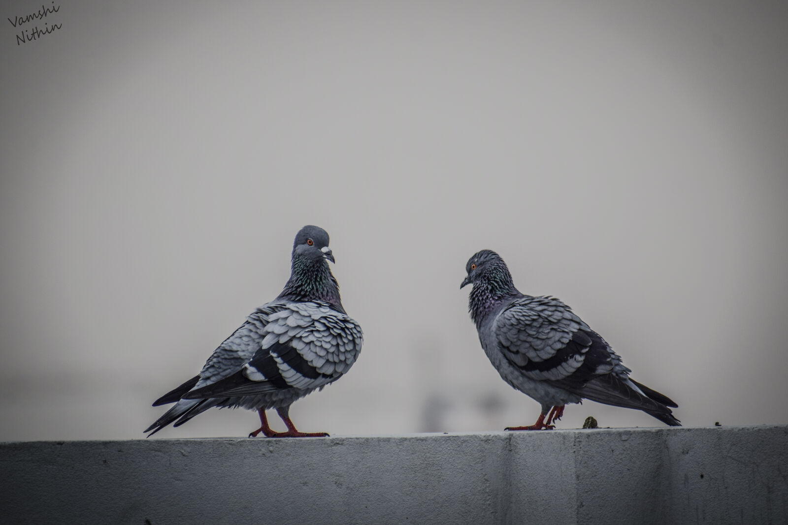 Nikon D3300 sample photo. Birds, black, and, white photography