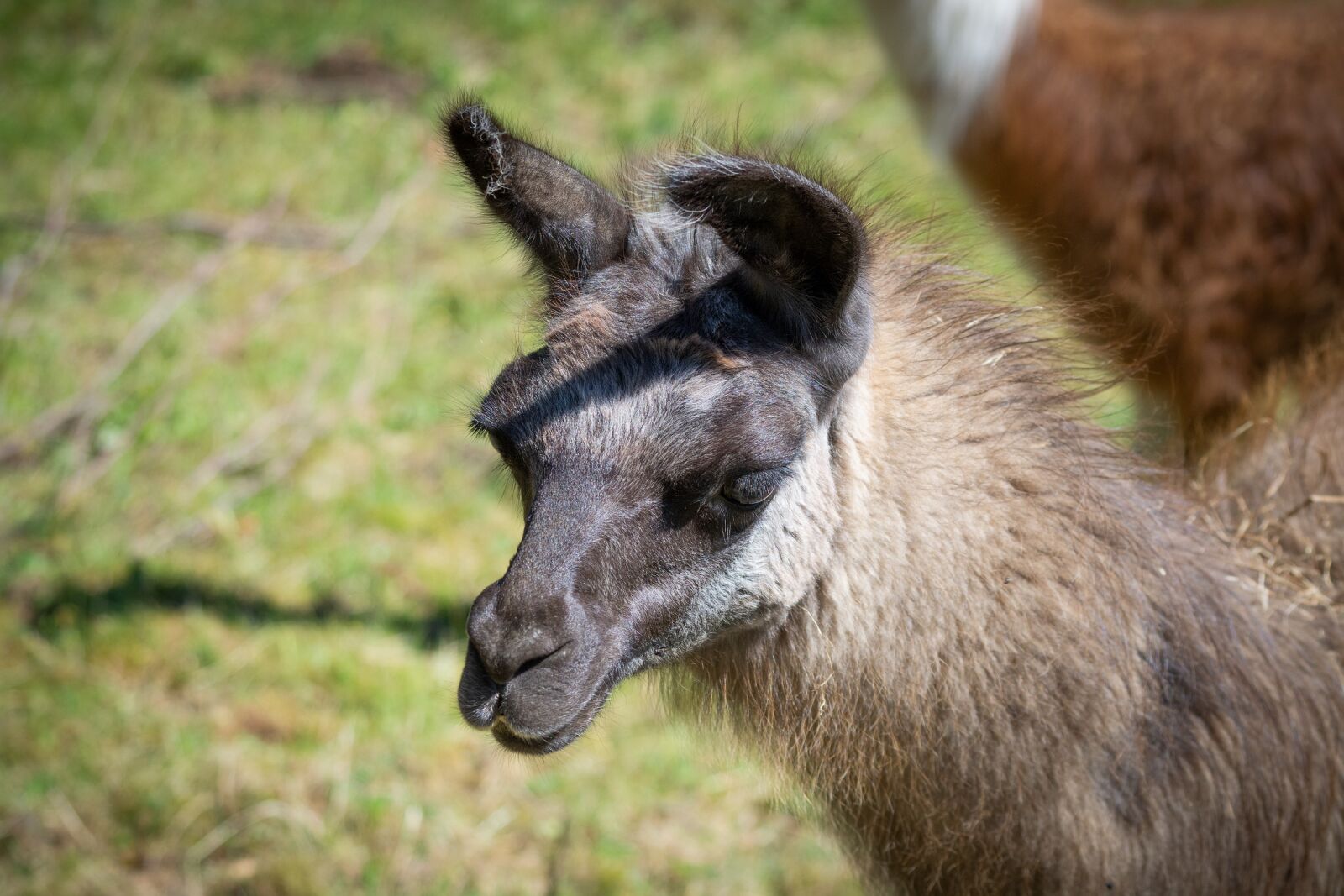 Nikon D7100 sample photo. Llama, llama head, brown photography