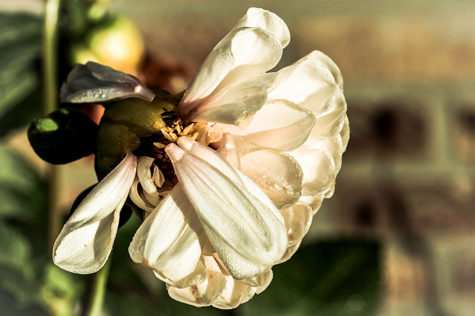 Canon EOS 650D (EOS Rebel T4i / EOS Kiss X6i) sample photo. Dahlia, bright flower, blossom photography