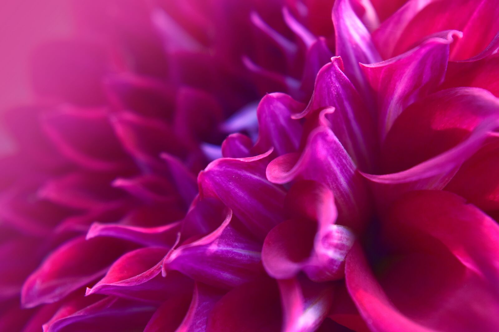 Nikon D5300 sample photo. Flower, color, nature photography