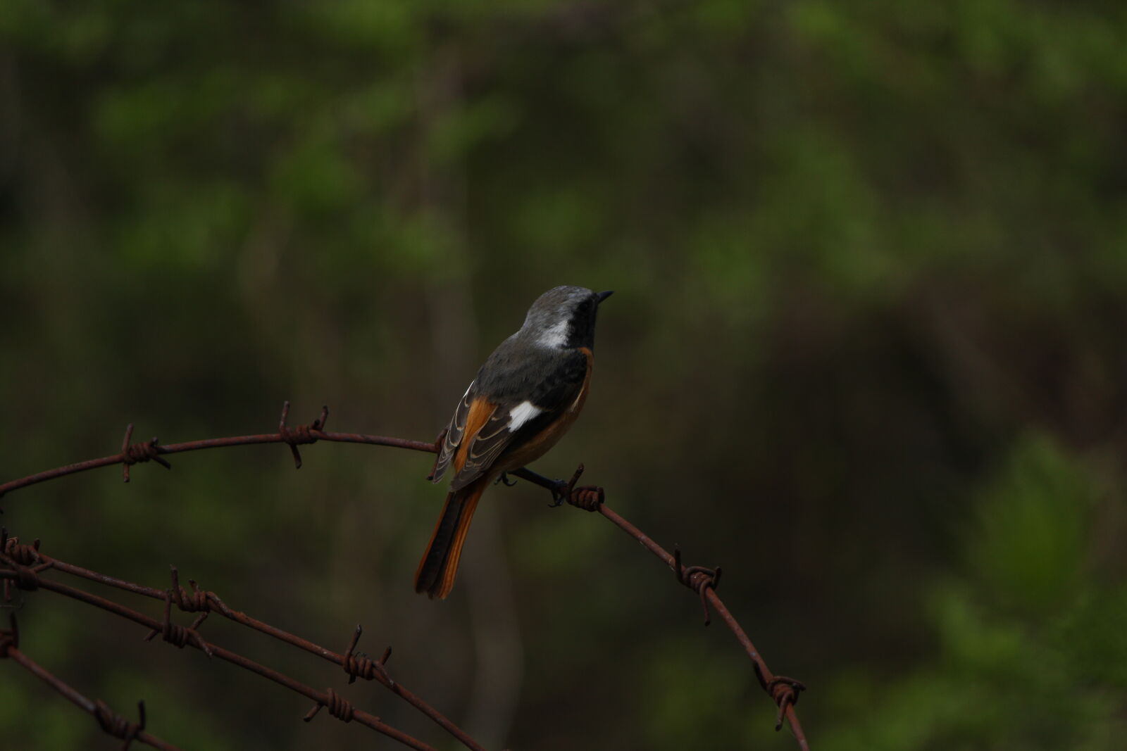 Canon EOS 60D sample photo